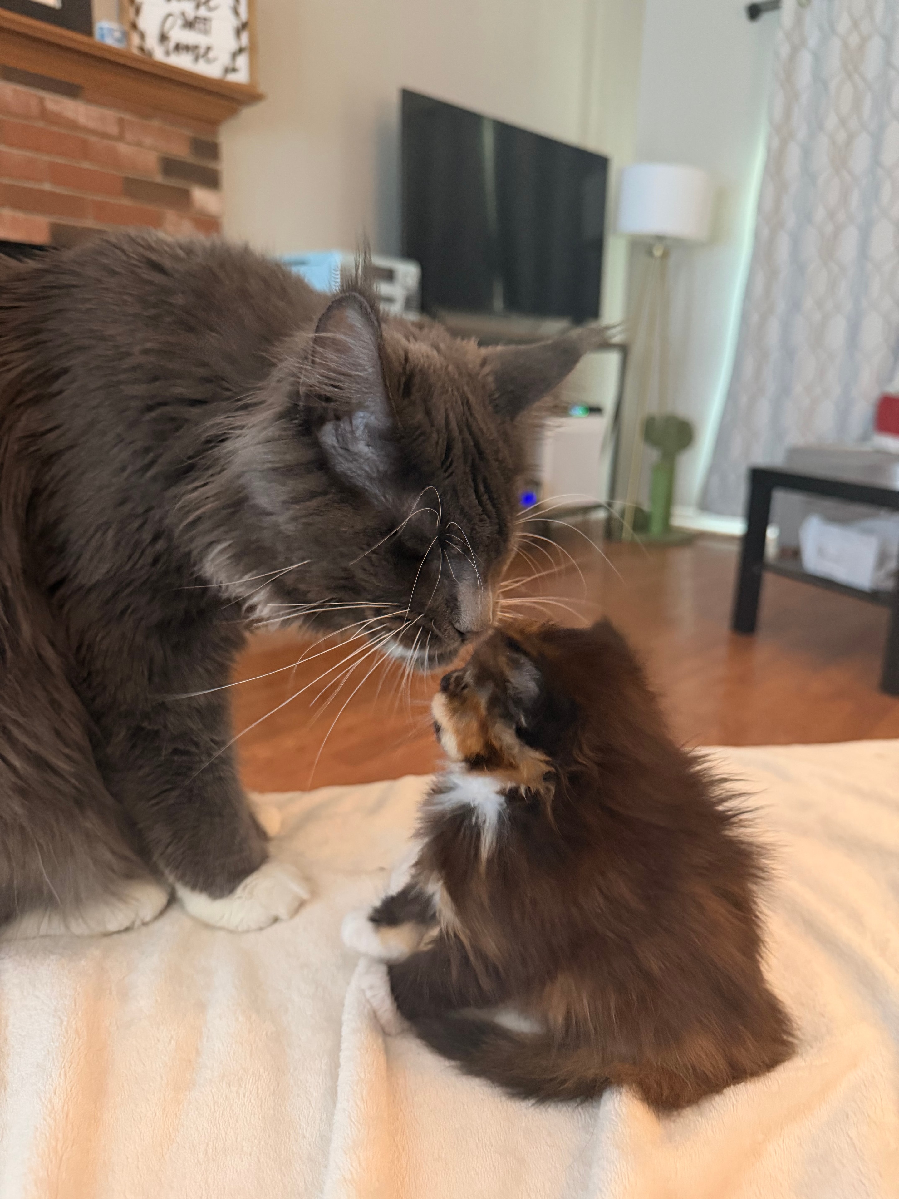 Maine Coon queen with kitten – Dashing Coons cattery Ballwin, Missouri