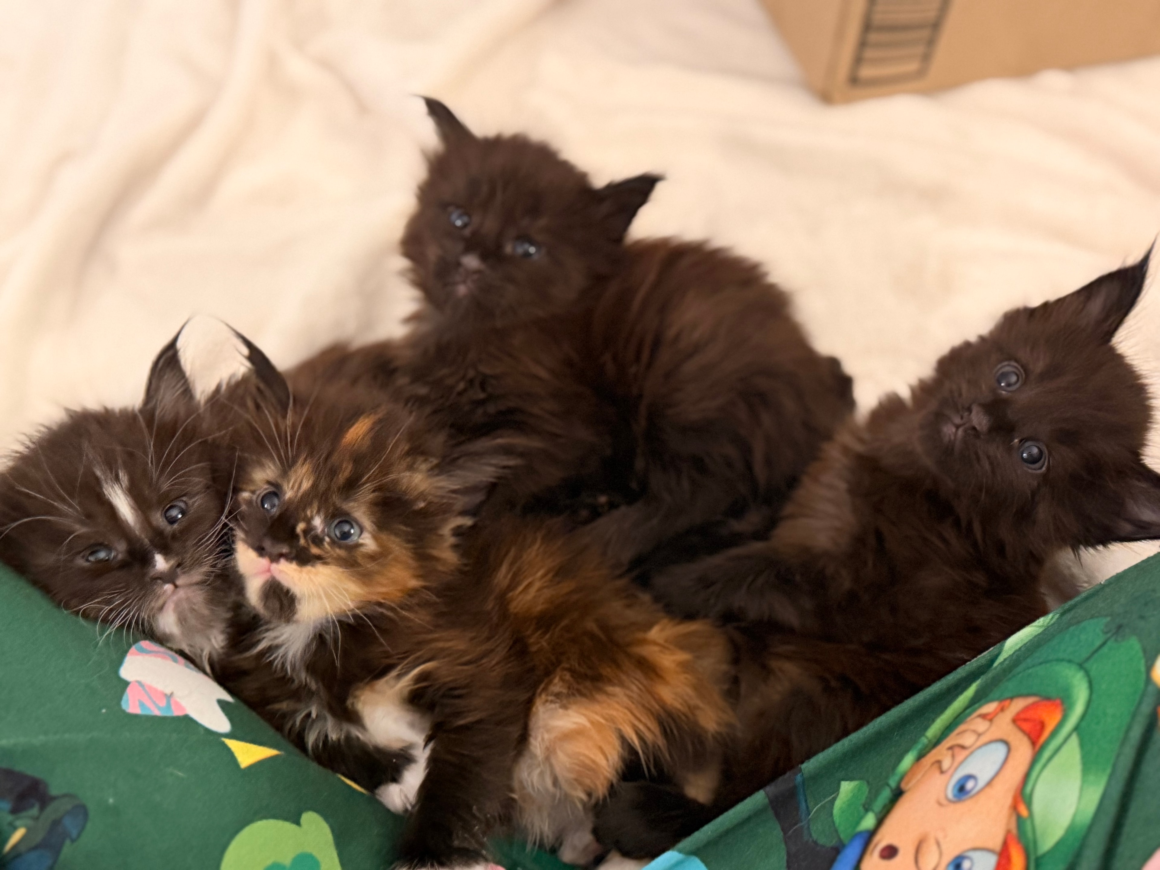 Newborn Maine Coon kitten – Dashing Coons cattery Ballwin, Missouri