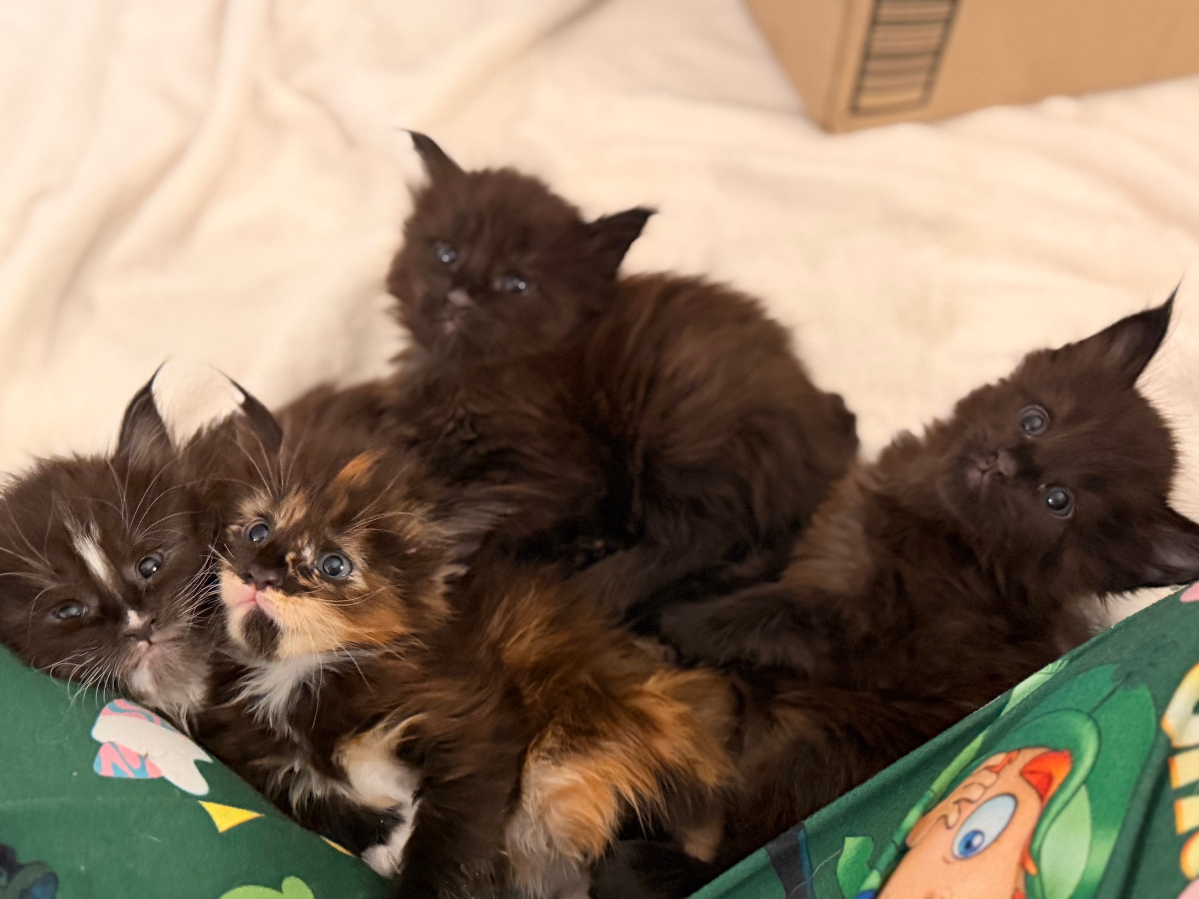 Newborn Maine Coon kitten – Dashing Coons cattery Ballwin, Missouri