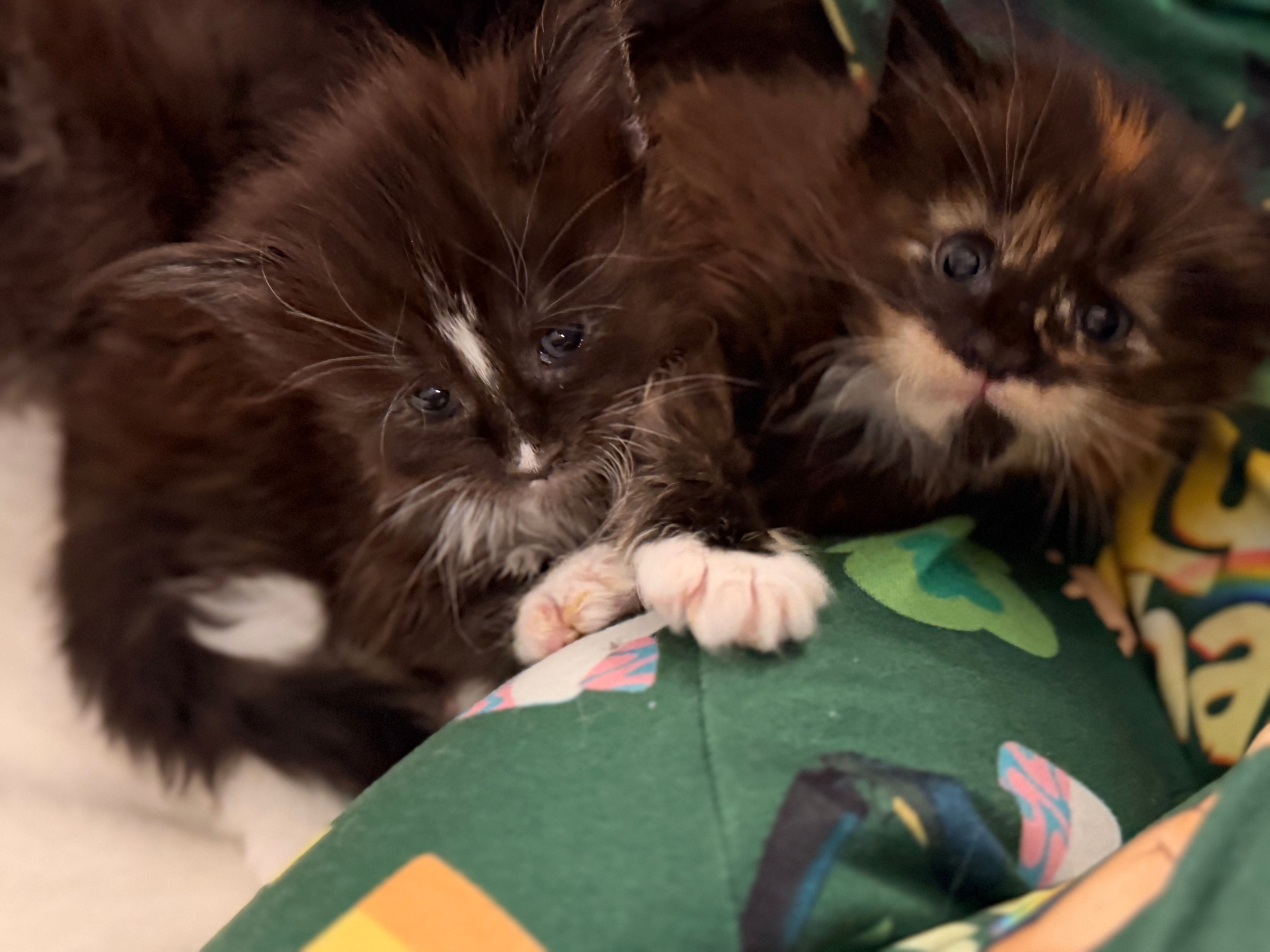 Newborn Maine Coon kitten – Dashing Coons cattery Ballwin, Missouri