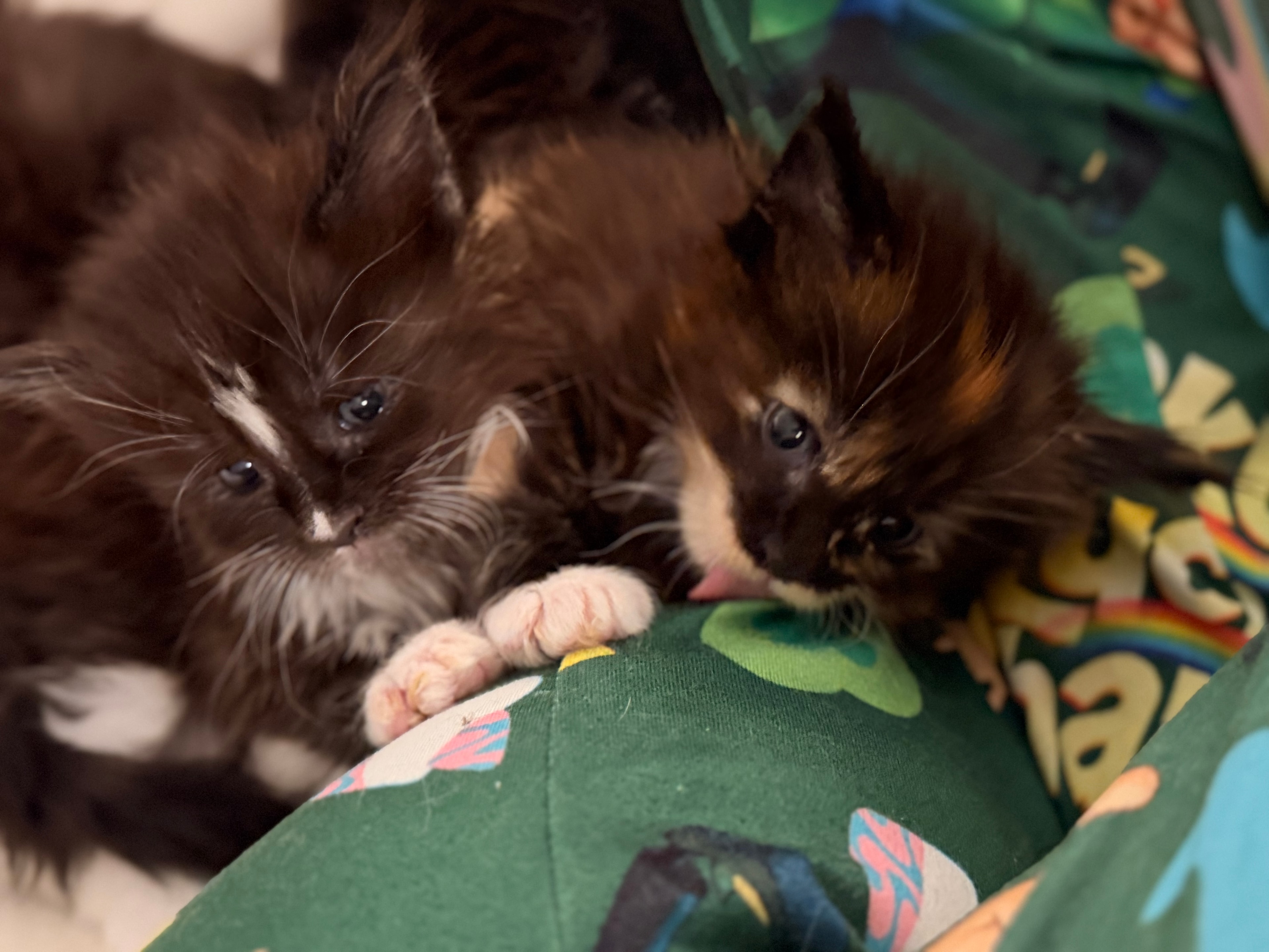 Newborn Maine Coon kitten – Dashing Coons cattery Ballwin, Missouri