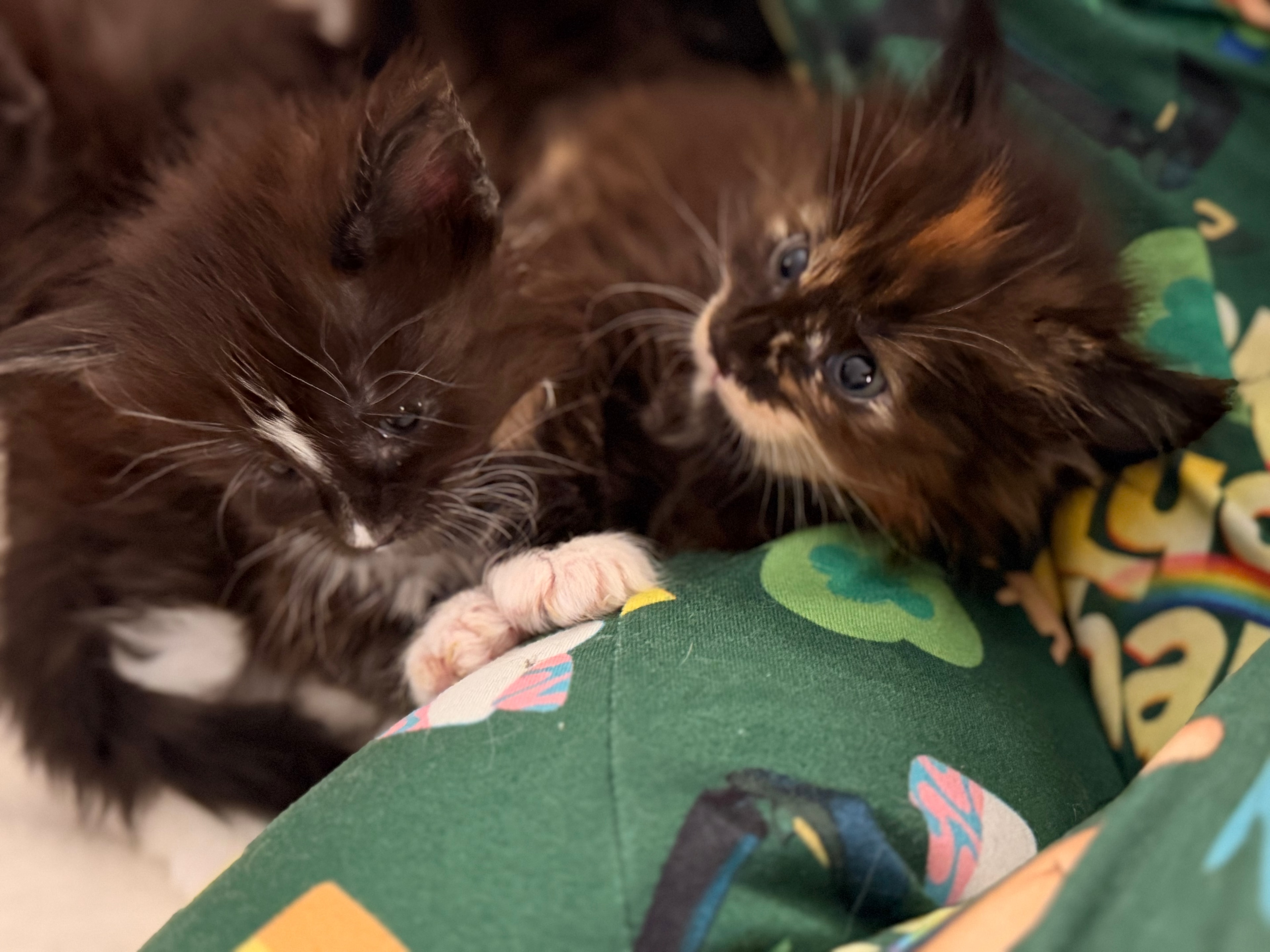 Newborn Maine Coon kitten – Dashing Coons cattery Ballwin, Missouri