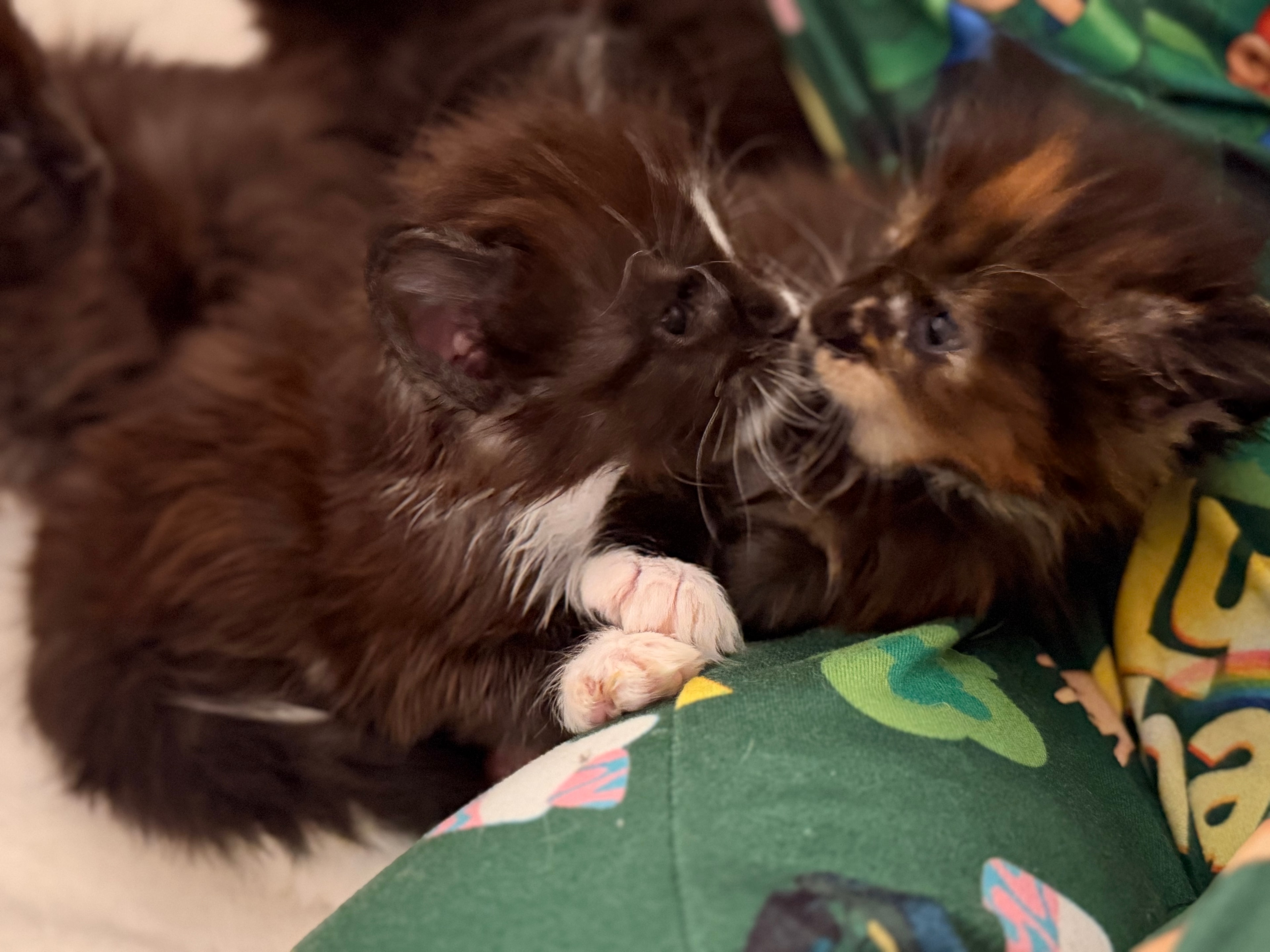 Newborn Maine Coon kitten – Dashing Coons cattery Ballwin, Missouri
