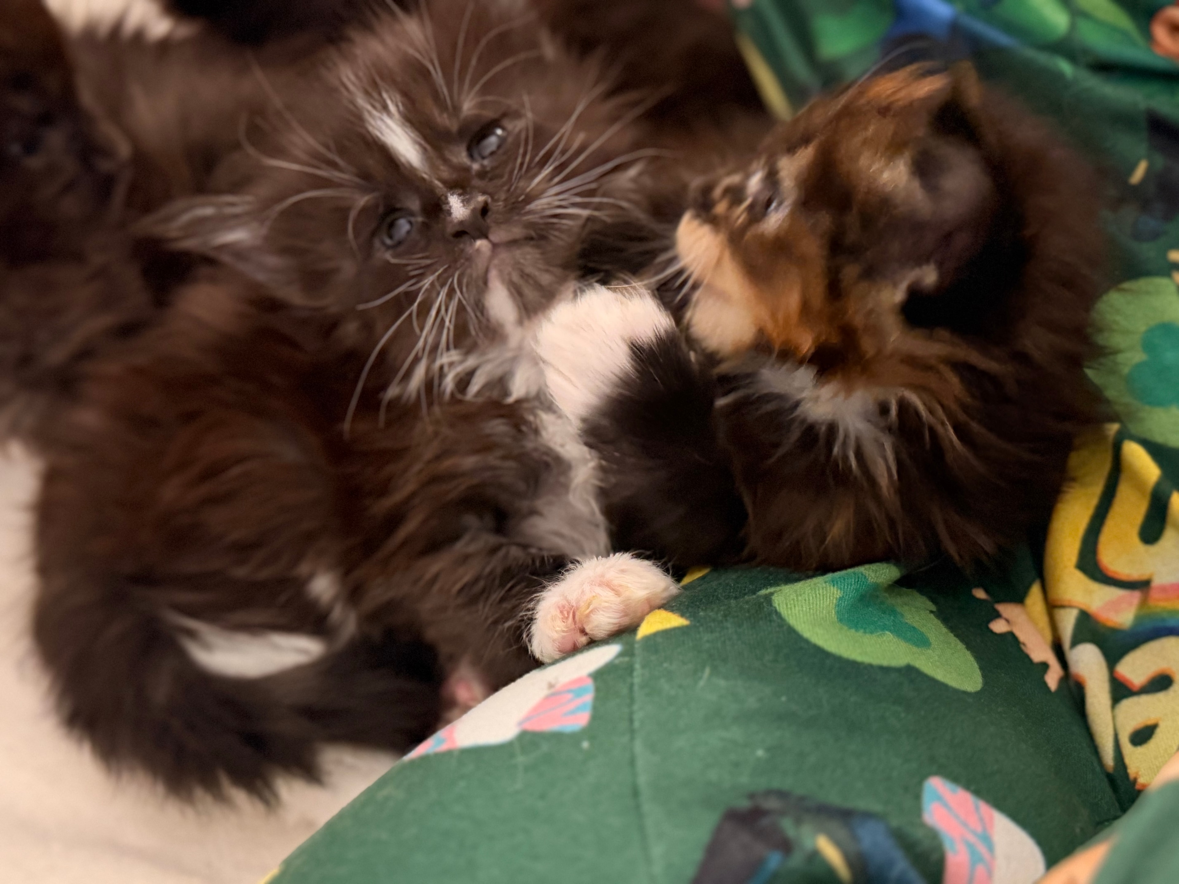Newborn Maine Coon kitten – Dashing Coons cattery Ballwin, Missouri
