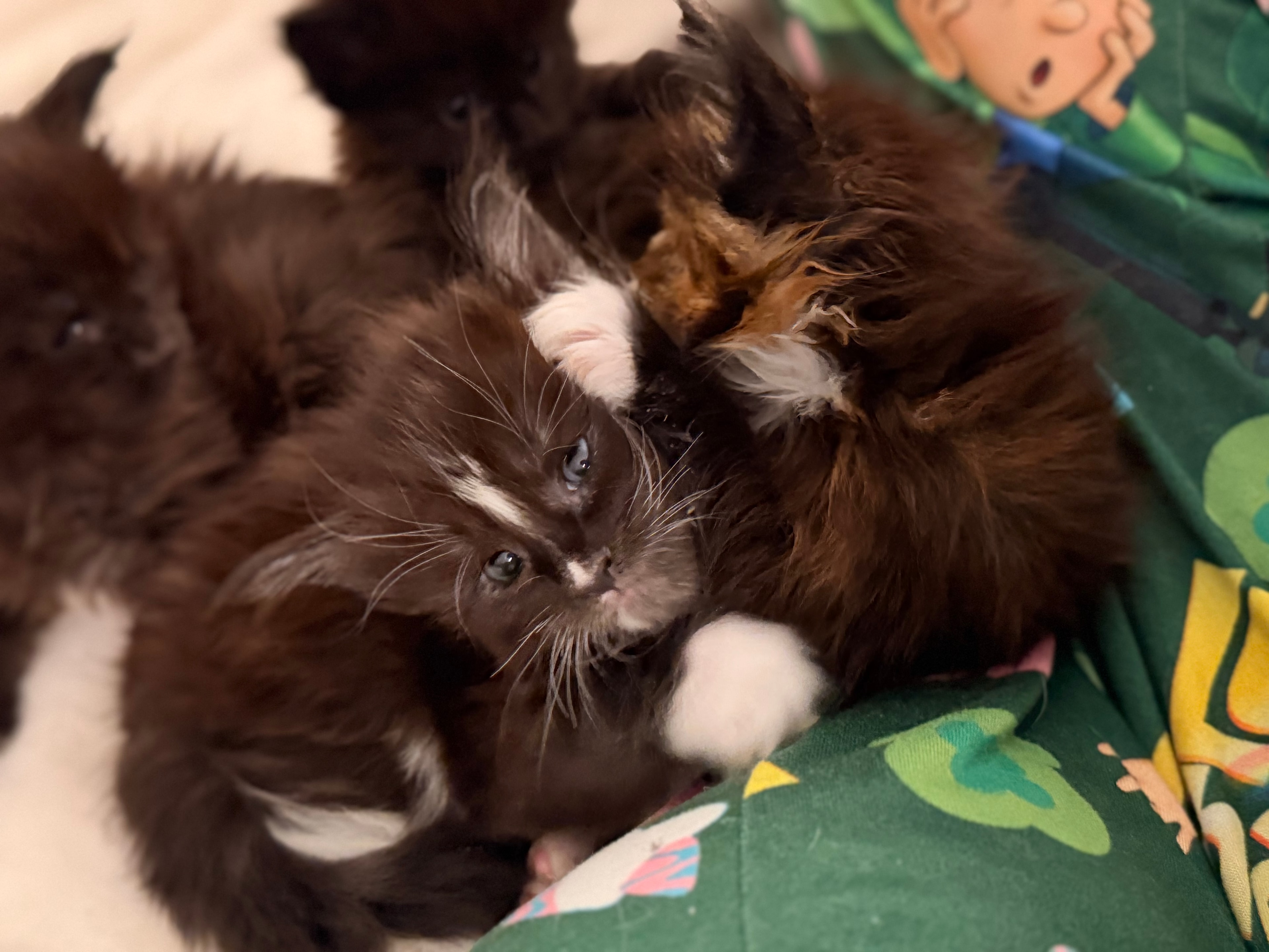 Newborn Maine Coon kitten – Dashing Coons cattery Ballwin, Missouri