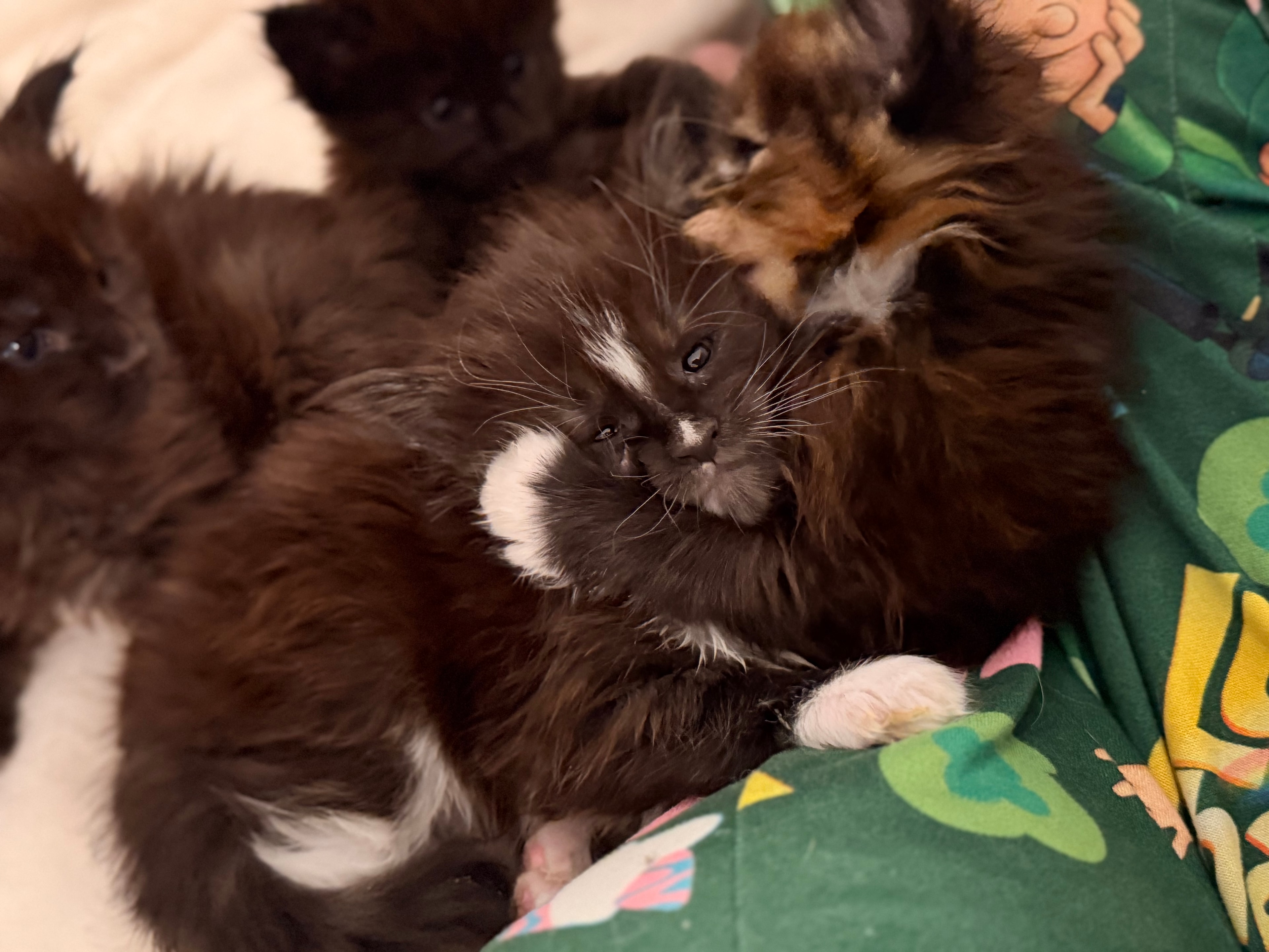 Newborn Maine Coon kitten – Dashing Coons cattery Ballwin, Missouri