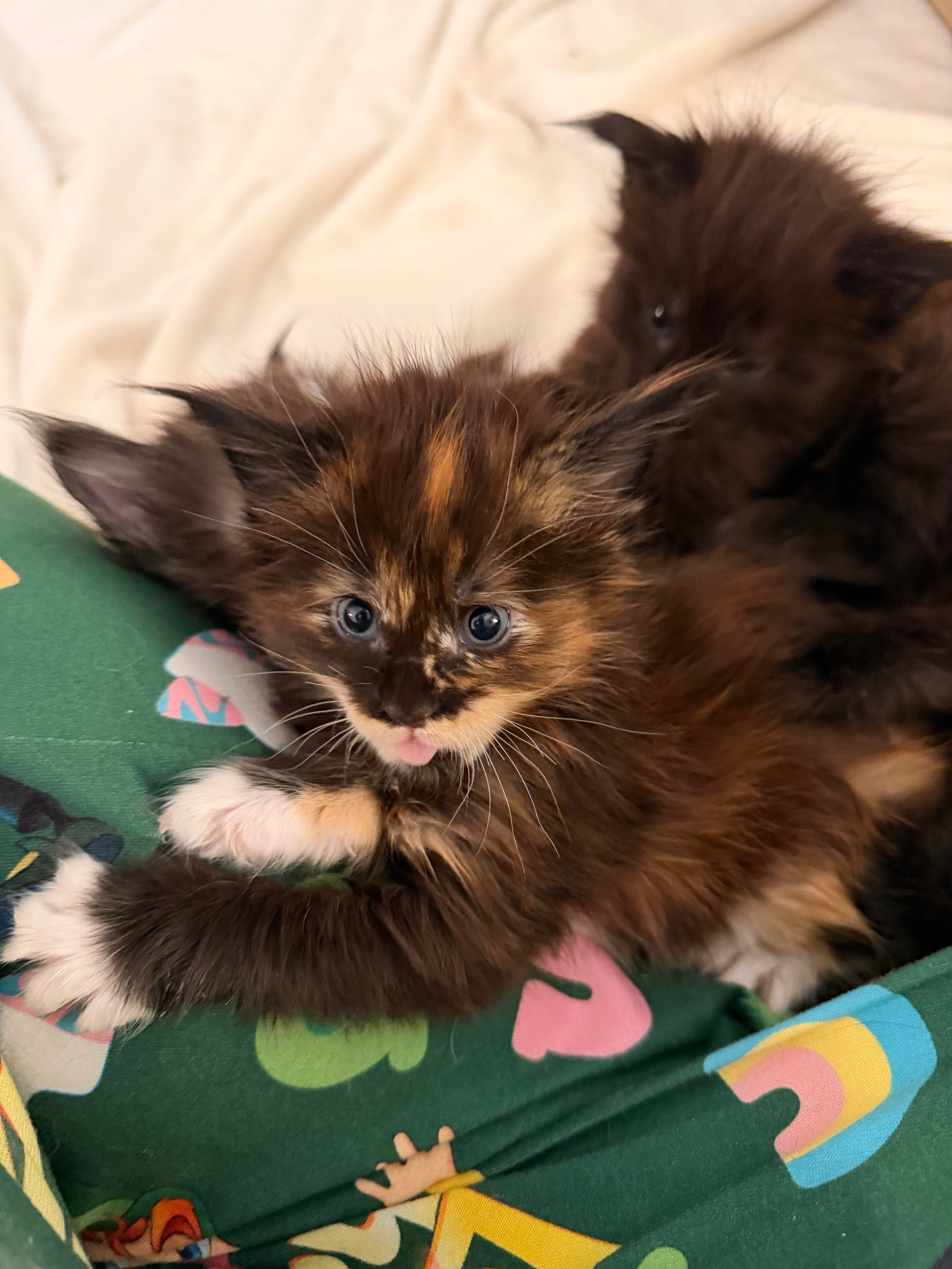 Calico Maine Coon kitten Delilah – Dashing Coons Born of Legends litter