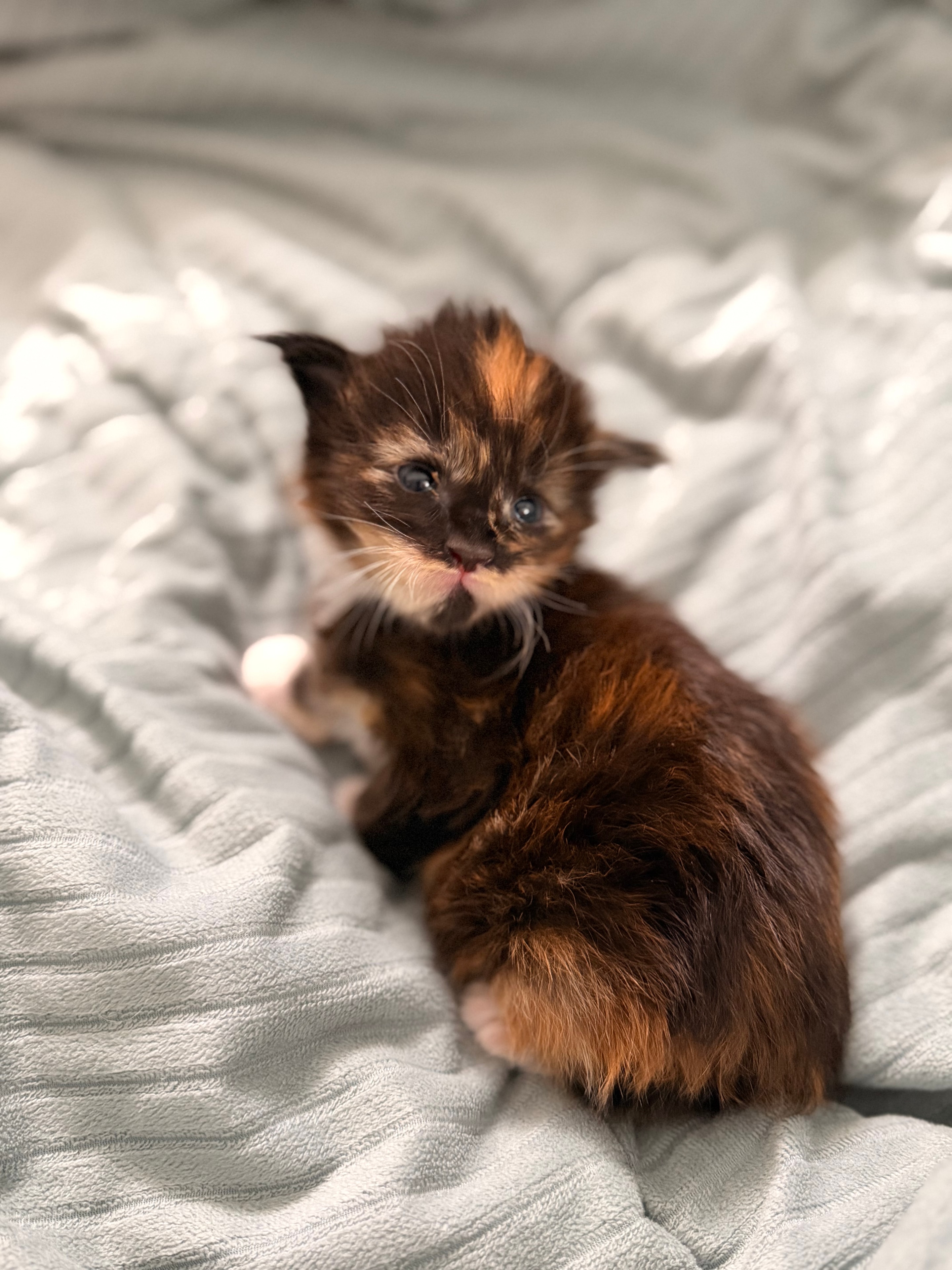 Delilah – Maine Coon kitten, Born of Legends litter, Dashing Coons cattery