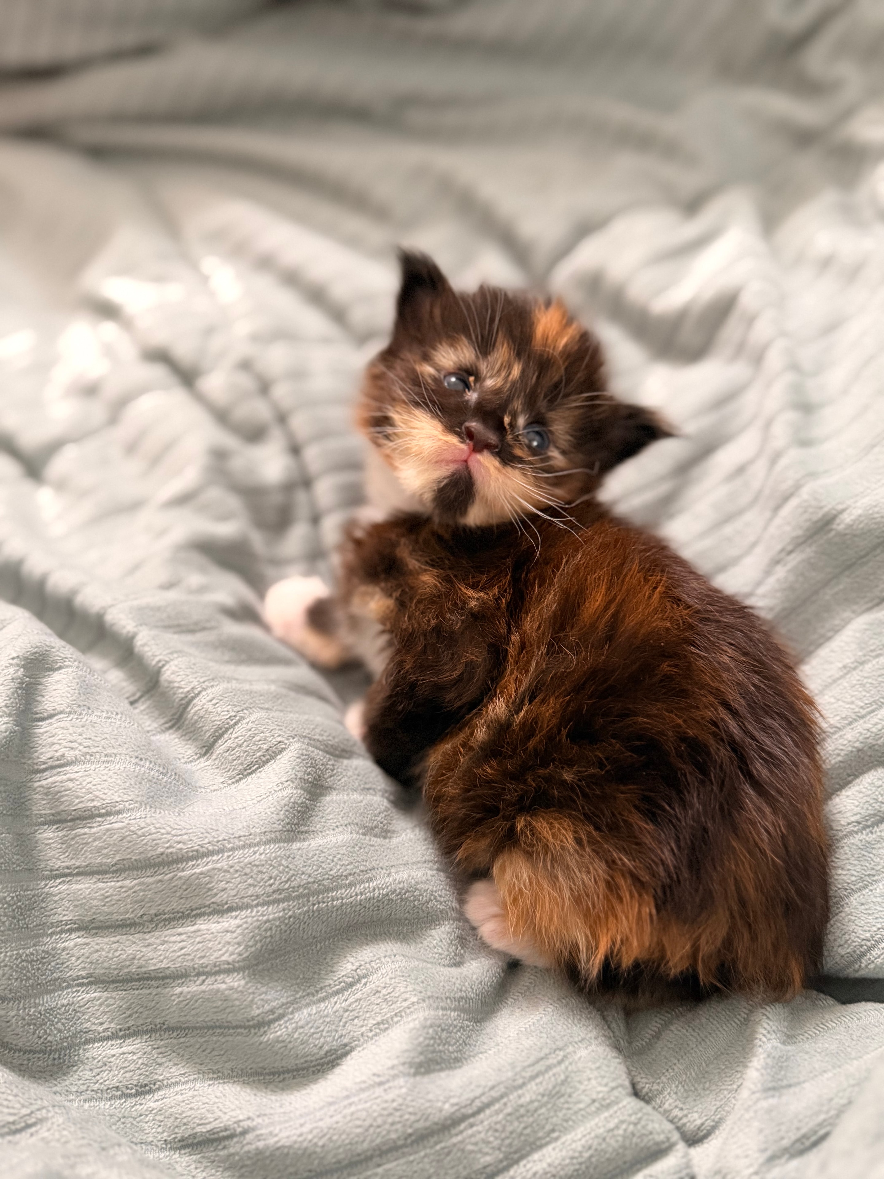 Delilah – Maine Coon kitten close-up, Born of Legends litter, Dashing Coons