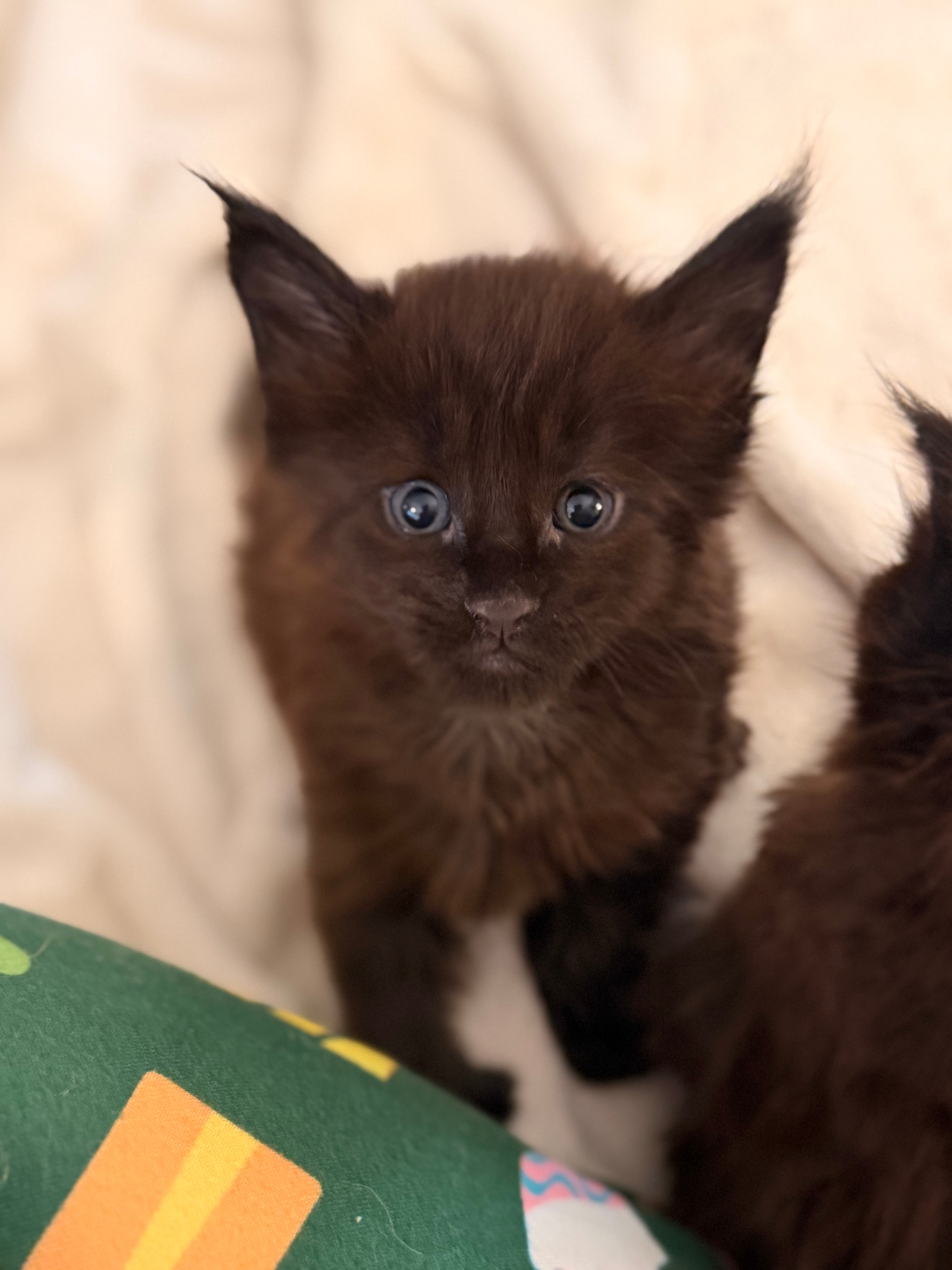 Polydactyl Maine Coon kitten Goliath – Dashing Coons Born of Legends litter