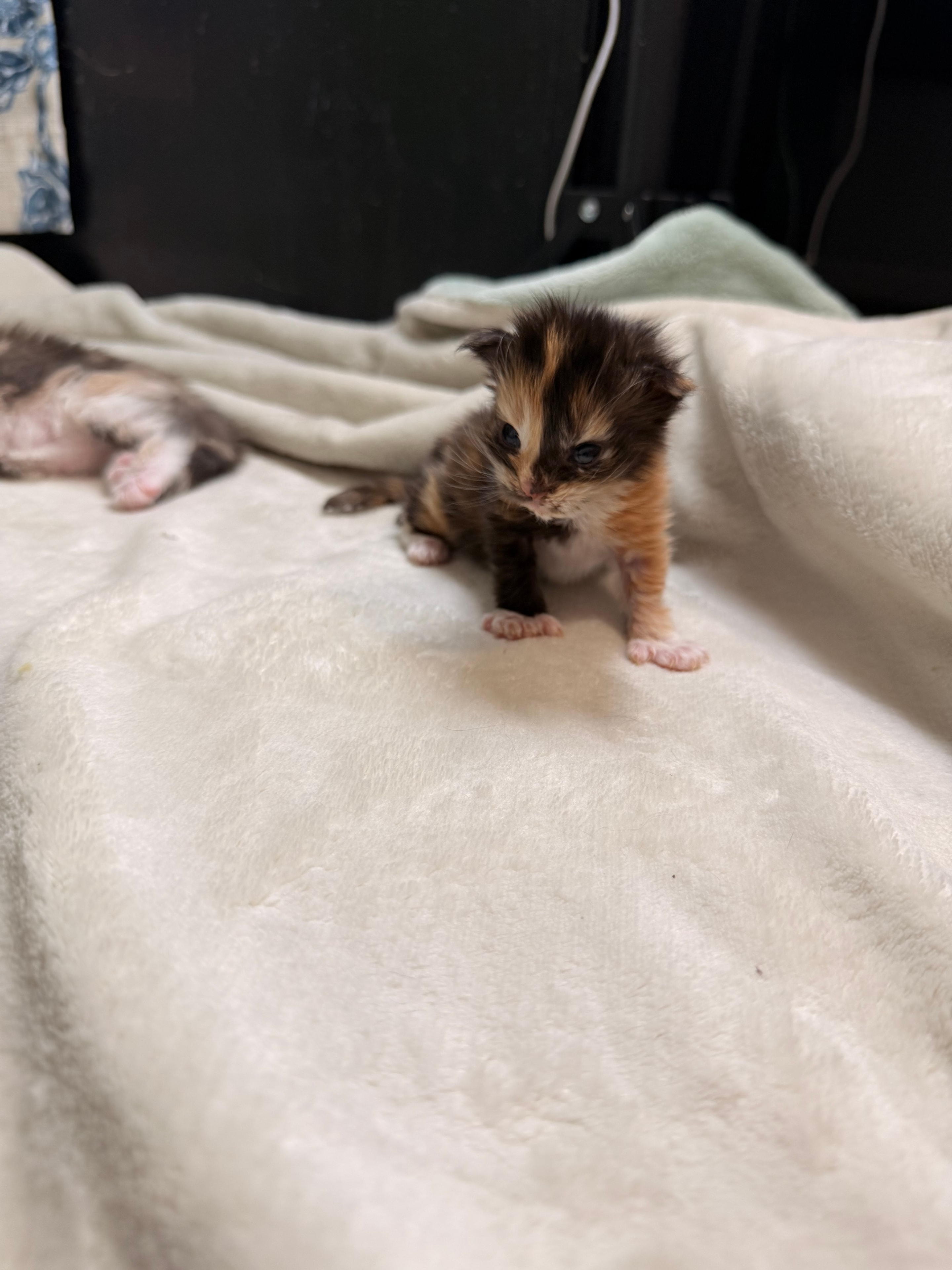 Dobby calico polydactyl Maine Coon kitten photo 3