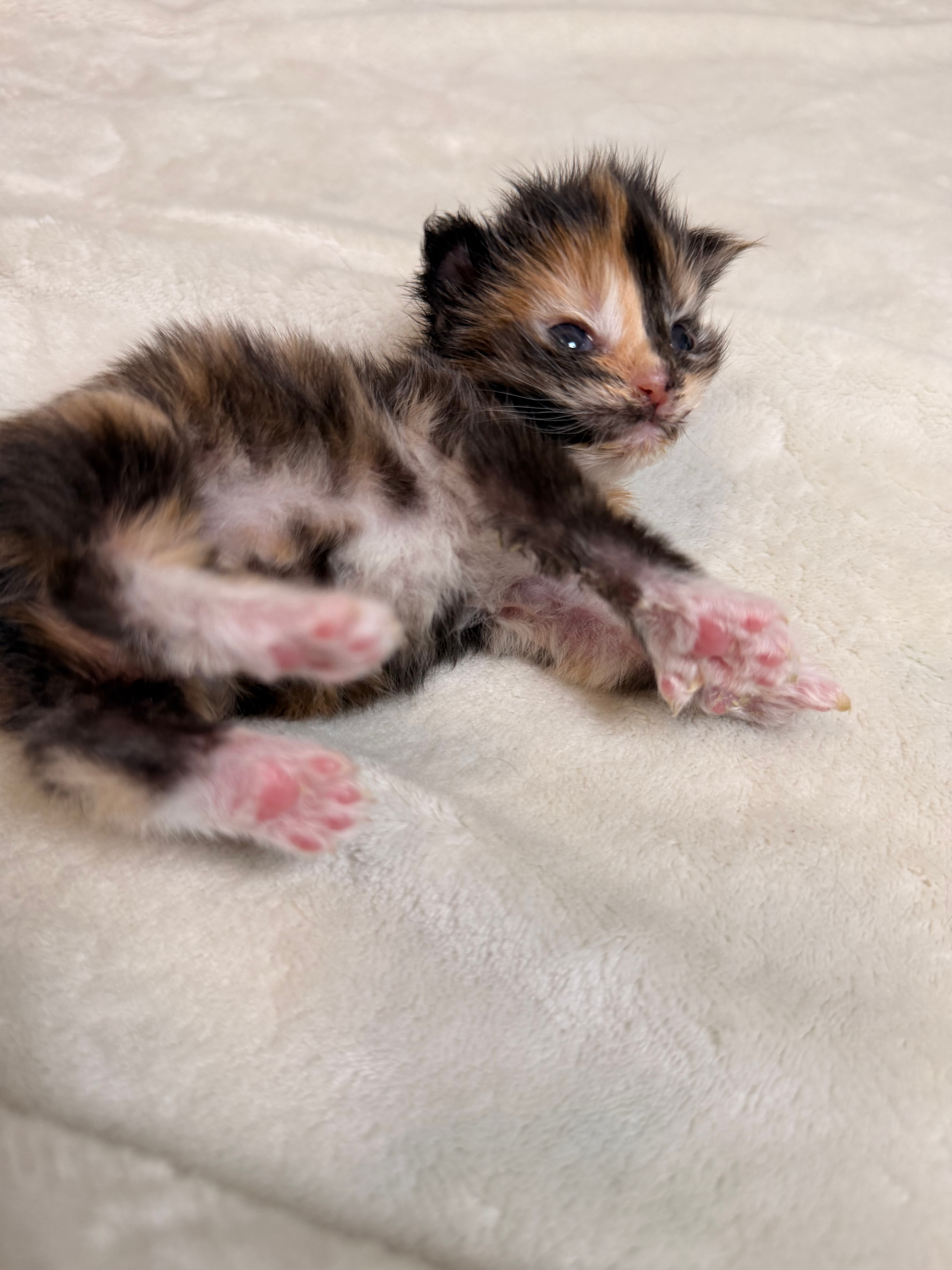 Dobby – European Maine Coon kitten from Dashing Coons