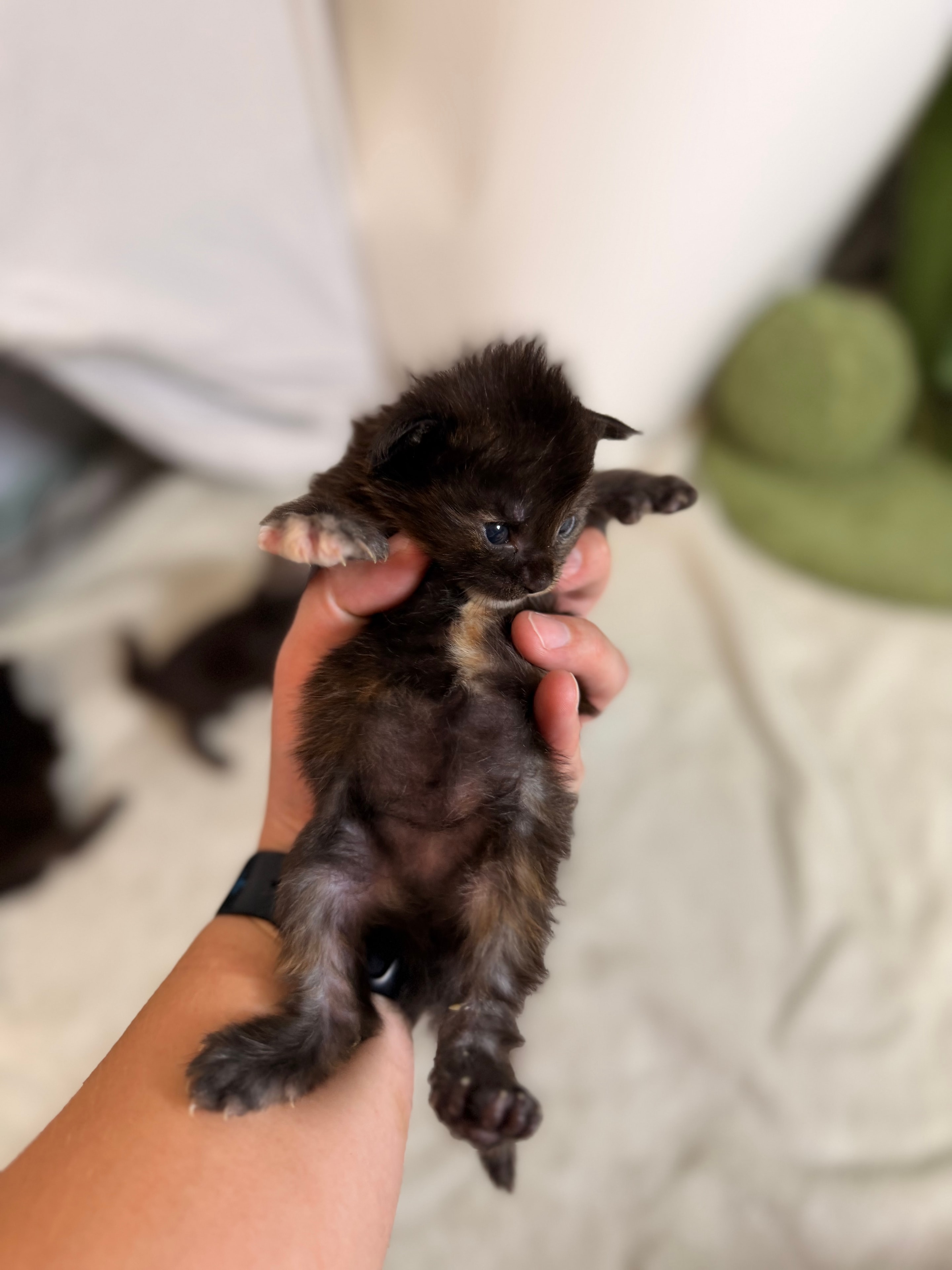 Luna tortie polydactyl Maine Coon kitten photo 3