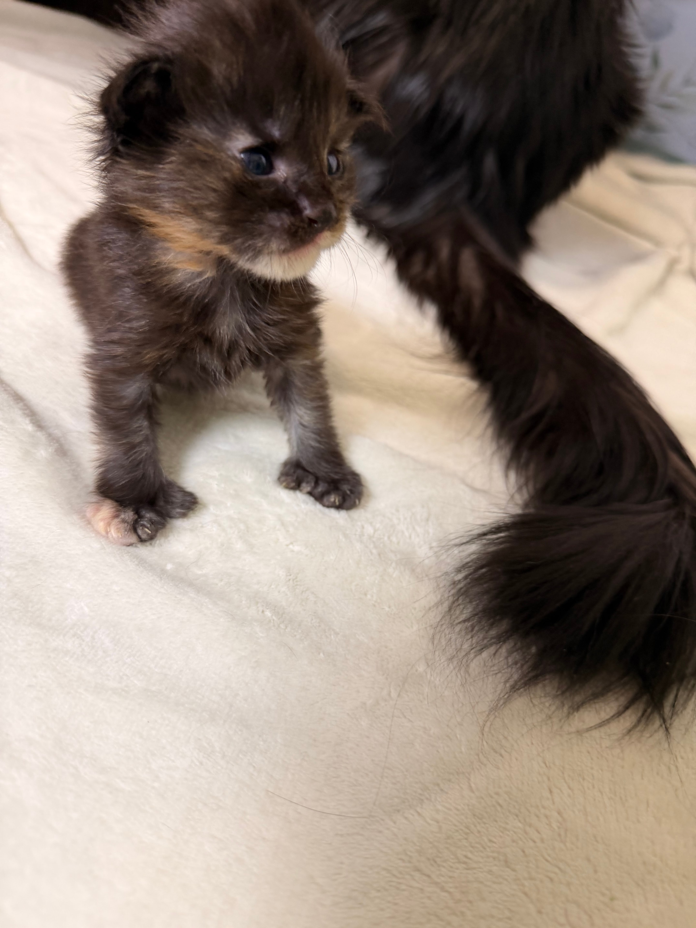 Luna tortie polydactyl Maine Coon kitten photo 5