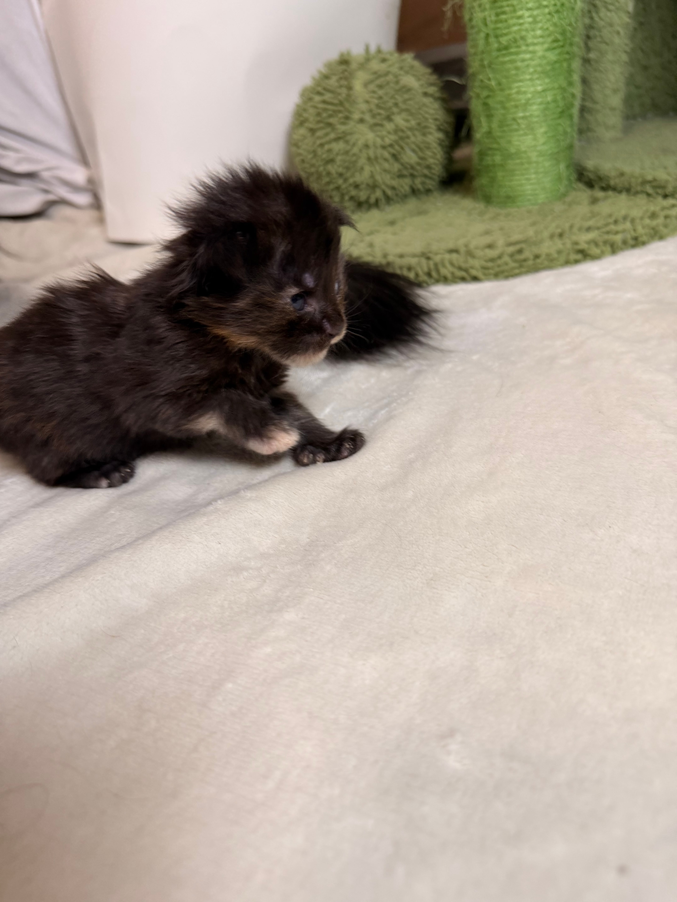 Luna Lovegood – European Maine Coon kitten from Dashing Coons