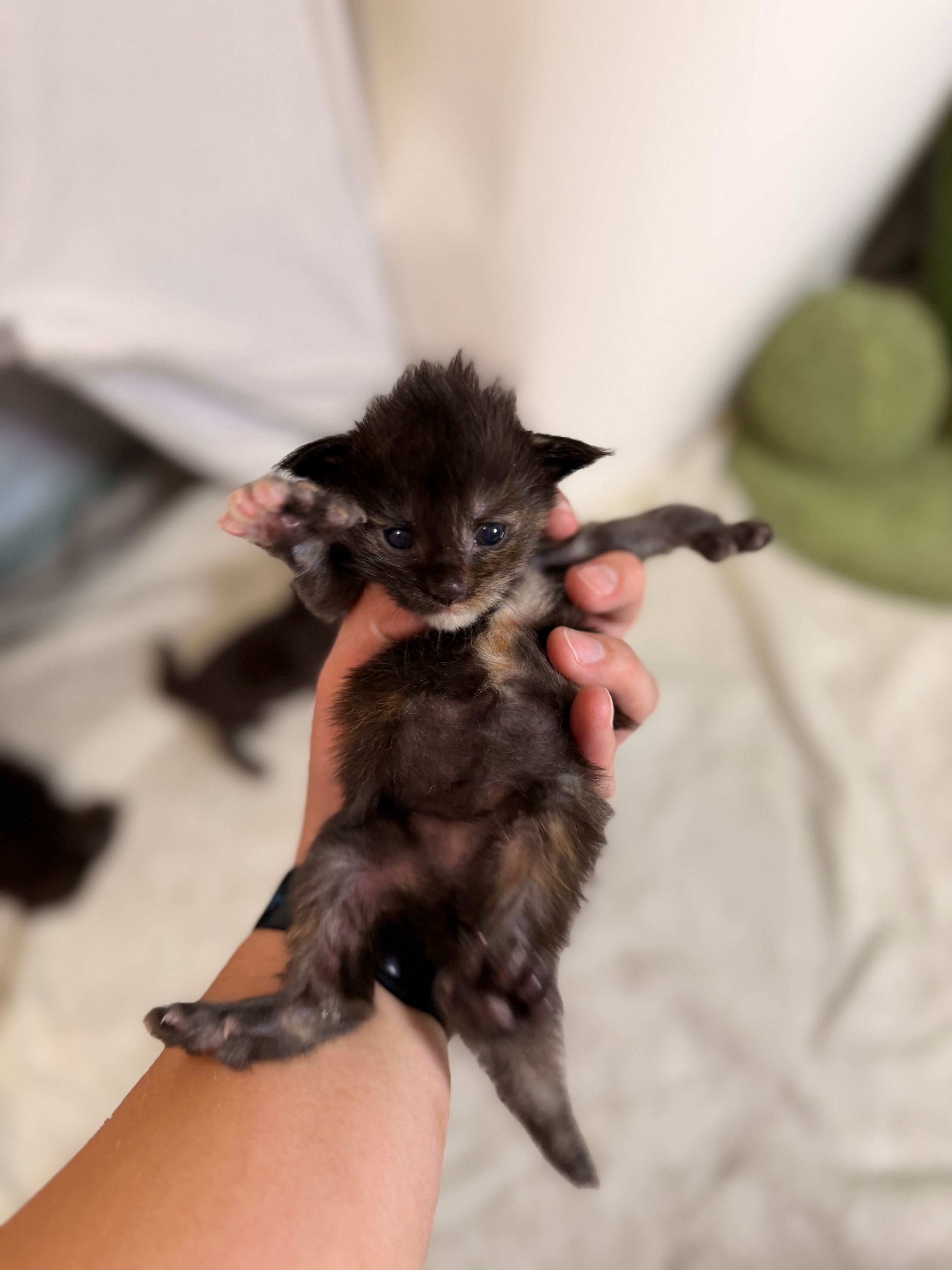 Luna tortie polydactyl Maine Coon kitten photo 2