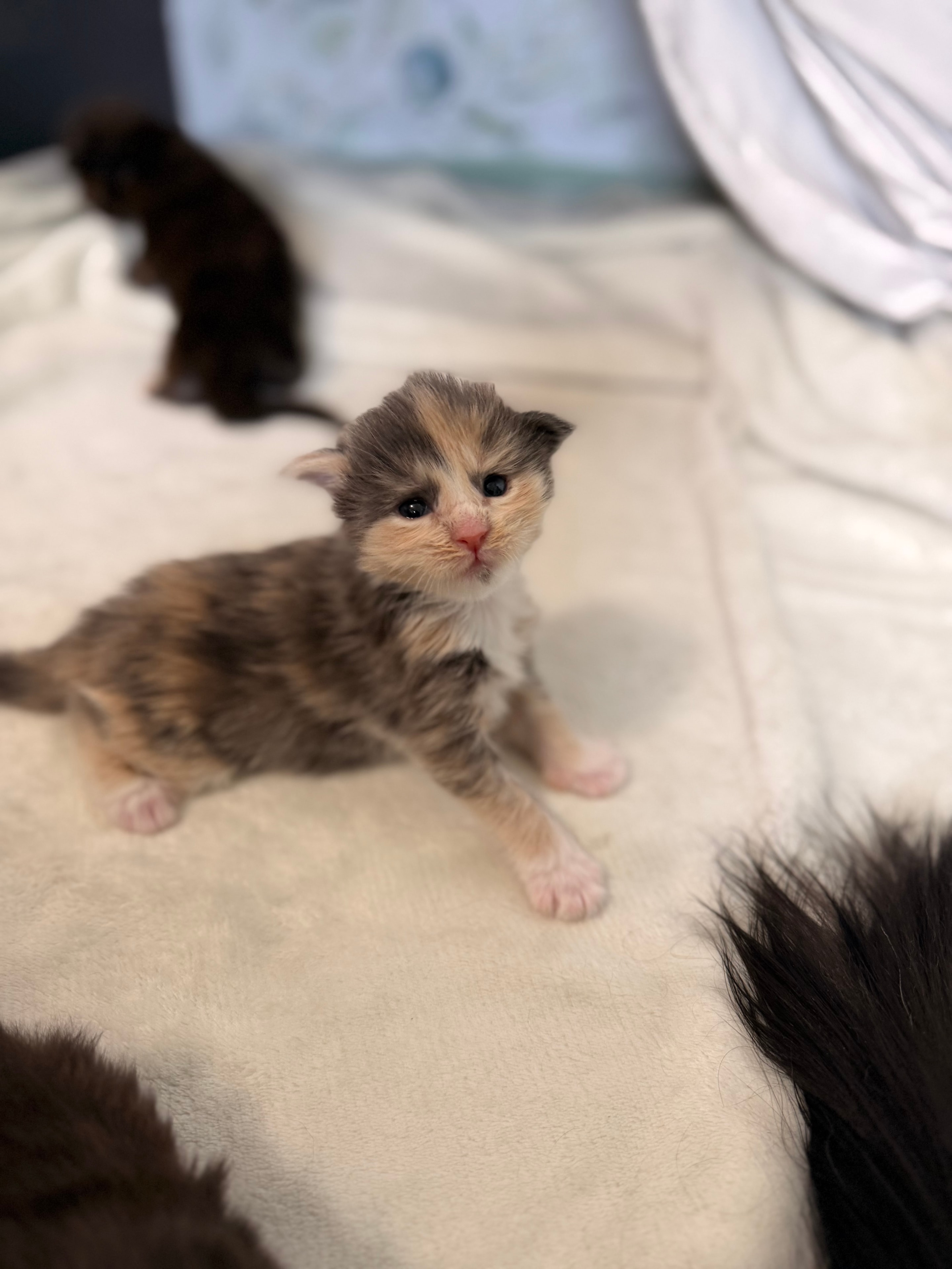 Minerva McGonagall – European Maine Coon kitten from Dashing Coons