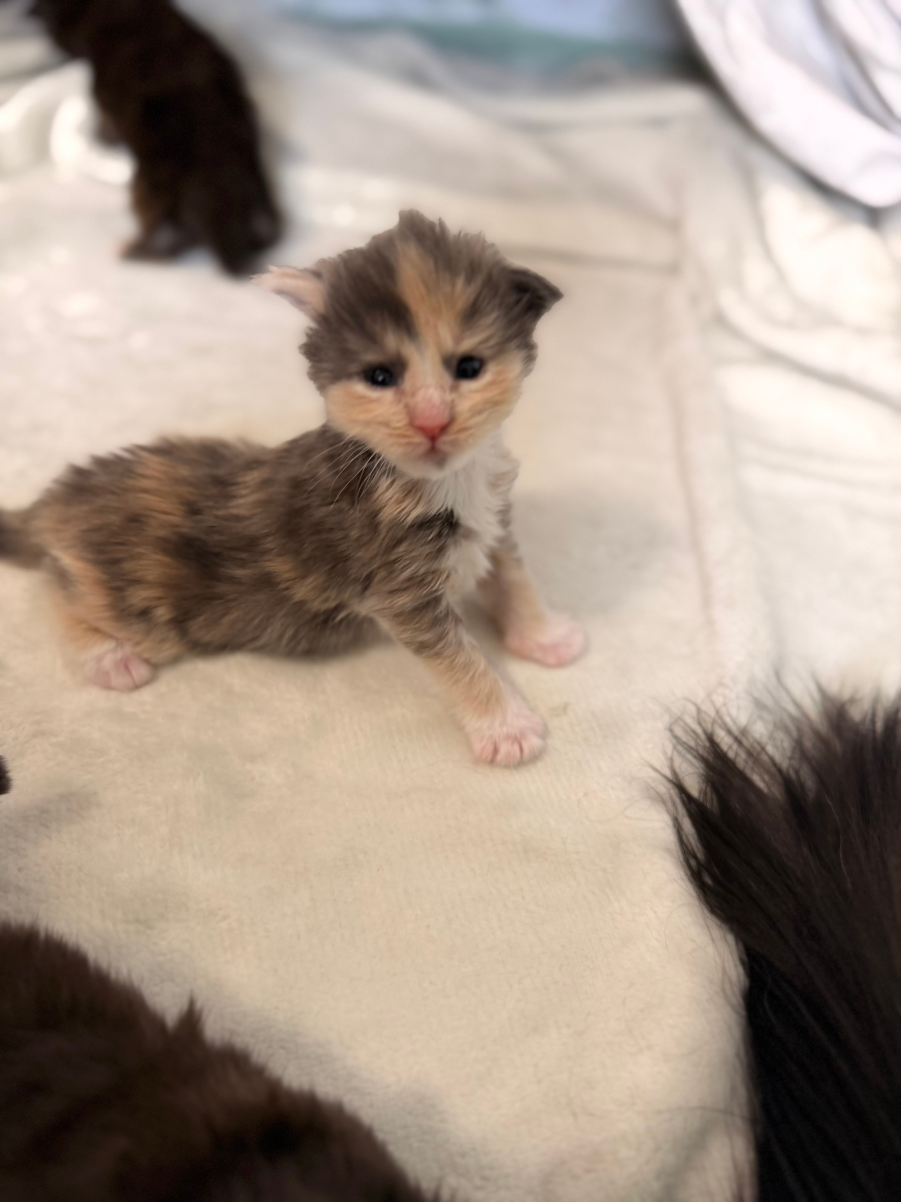 Minerva blue tortie dilute Maine Coon kitten photo 3