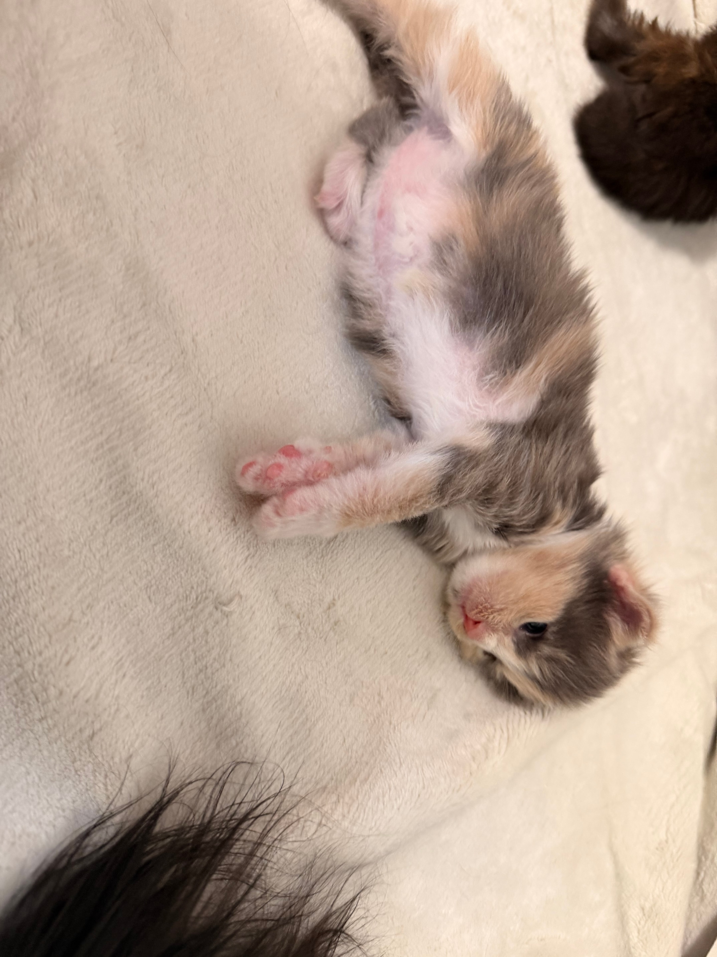 Minerva blue tortie dilute Maine Coon kitten photo 4