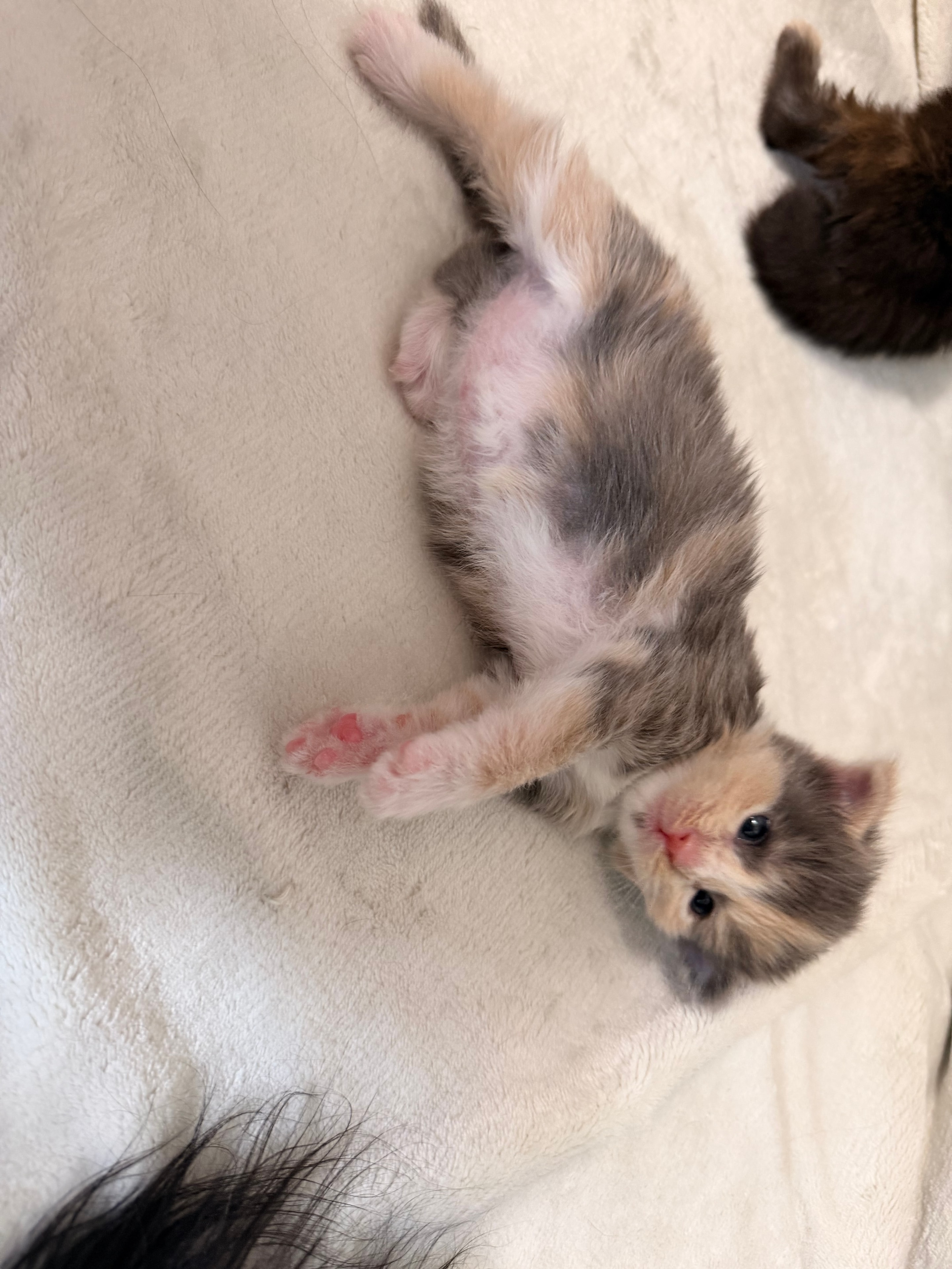 Minerva blue tortie dilute Maine Coon kitten photo 5