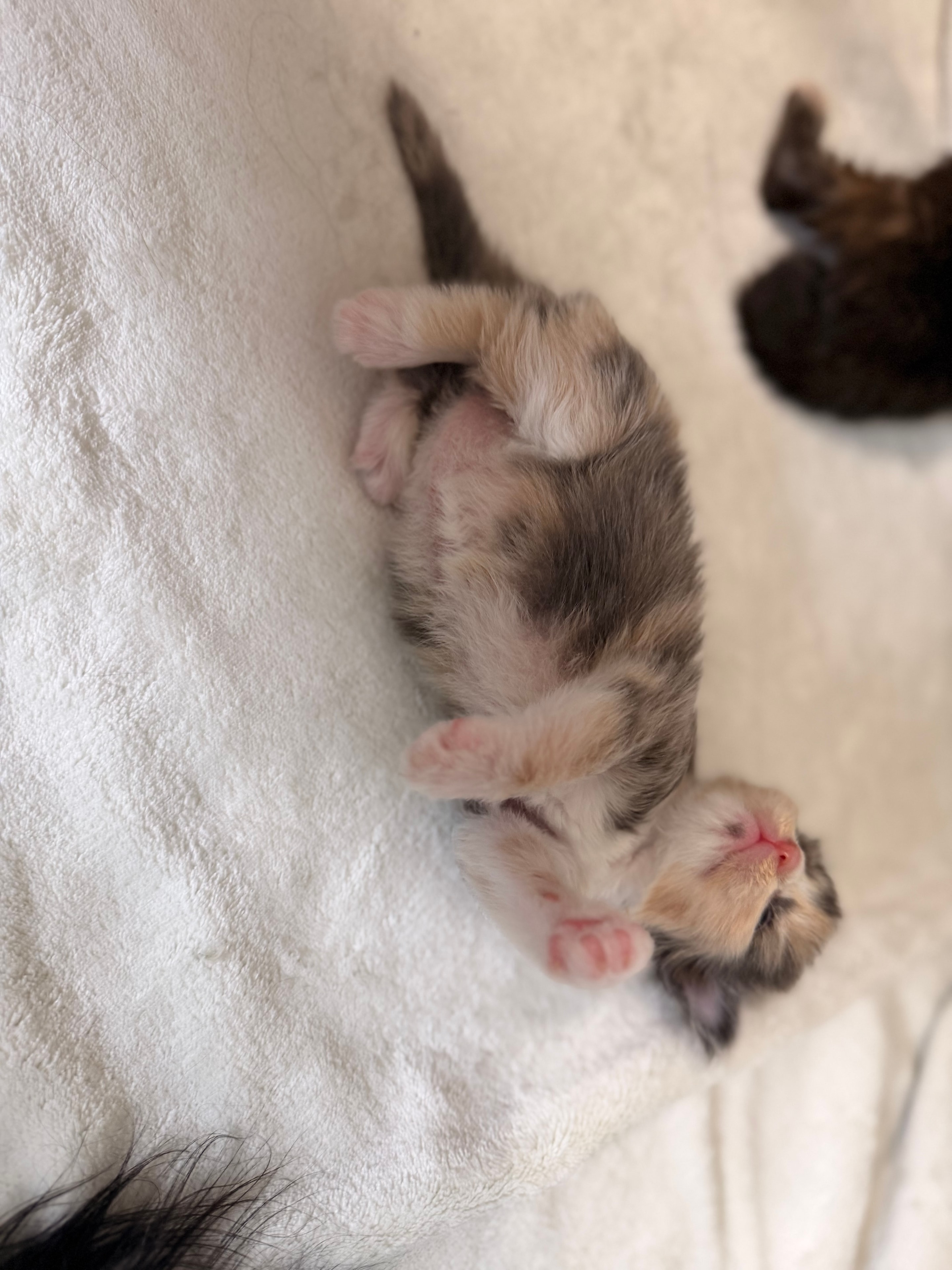 Minerva blue tortie dilute Maine Coon kitten photo 2