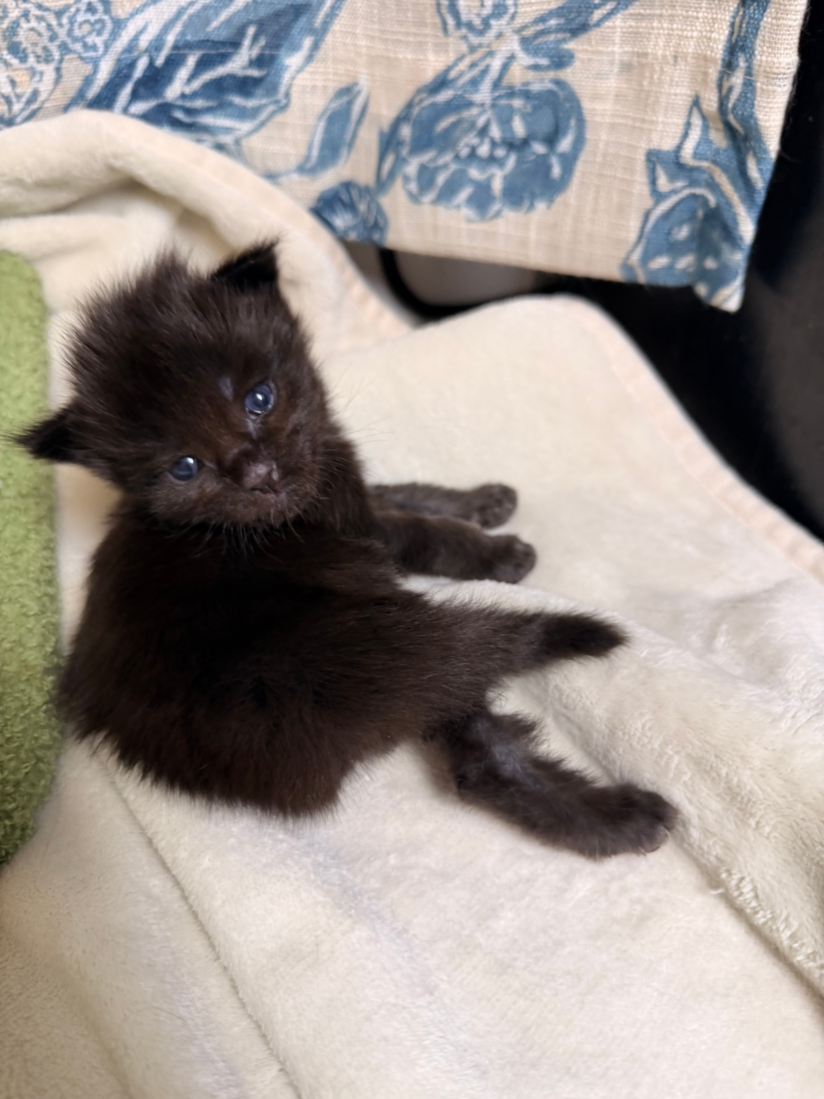 Severus Snape – European Maine Coon kitten from Dashing Coons
