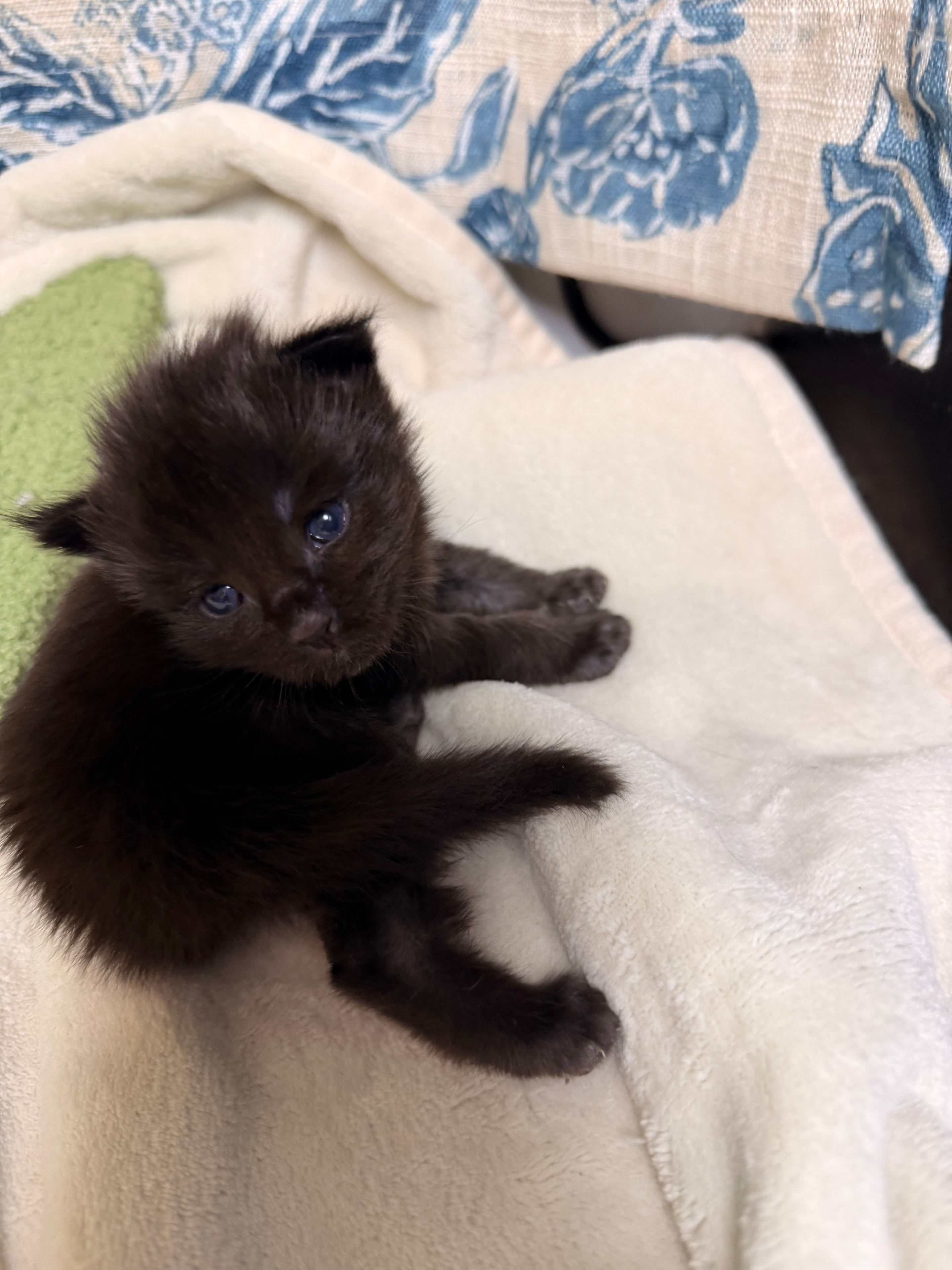 Severus black smoke Maine Coon kitten photo 4