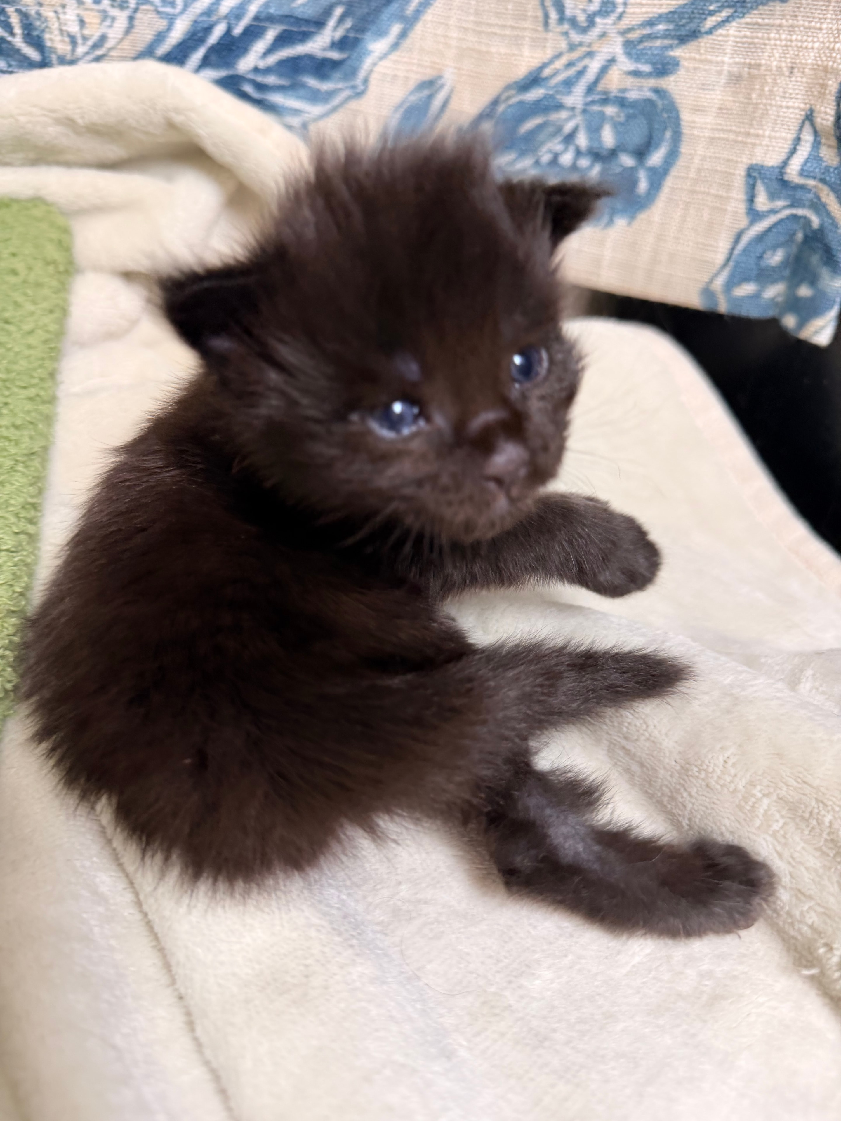 Severus black smoke Maine Coon kitten photo 2
