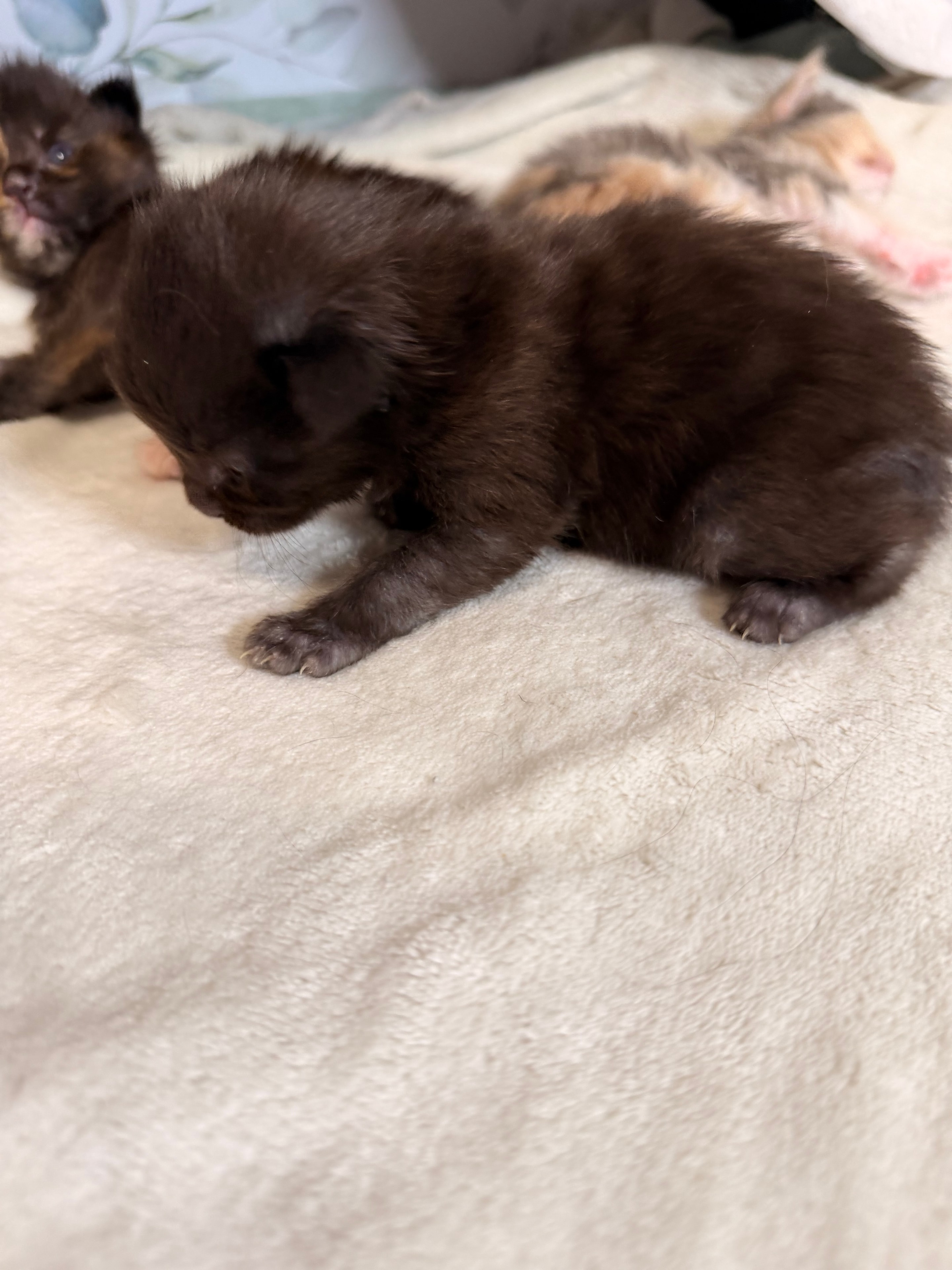 Sirius black smoke Maine Coon kitten photo 3