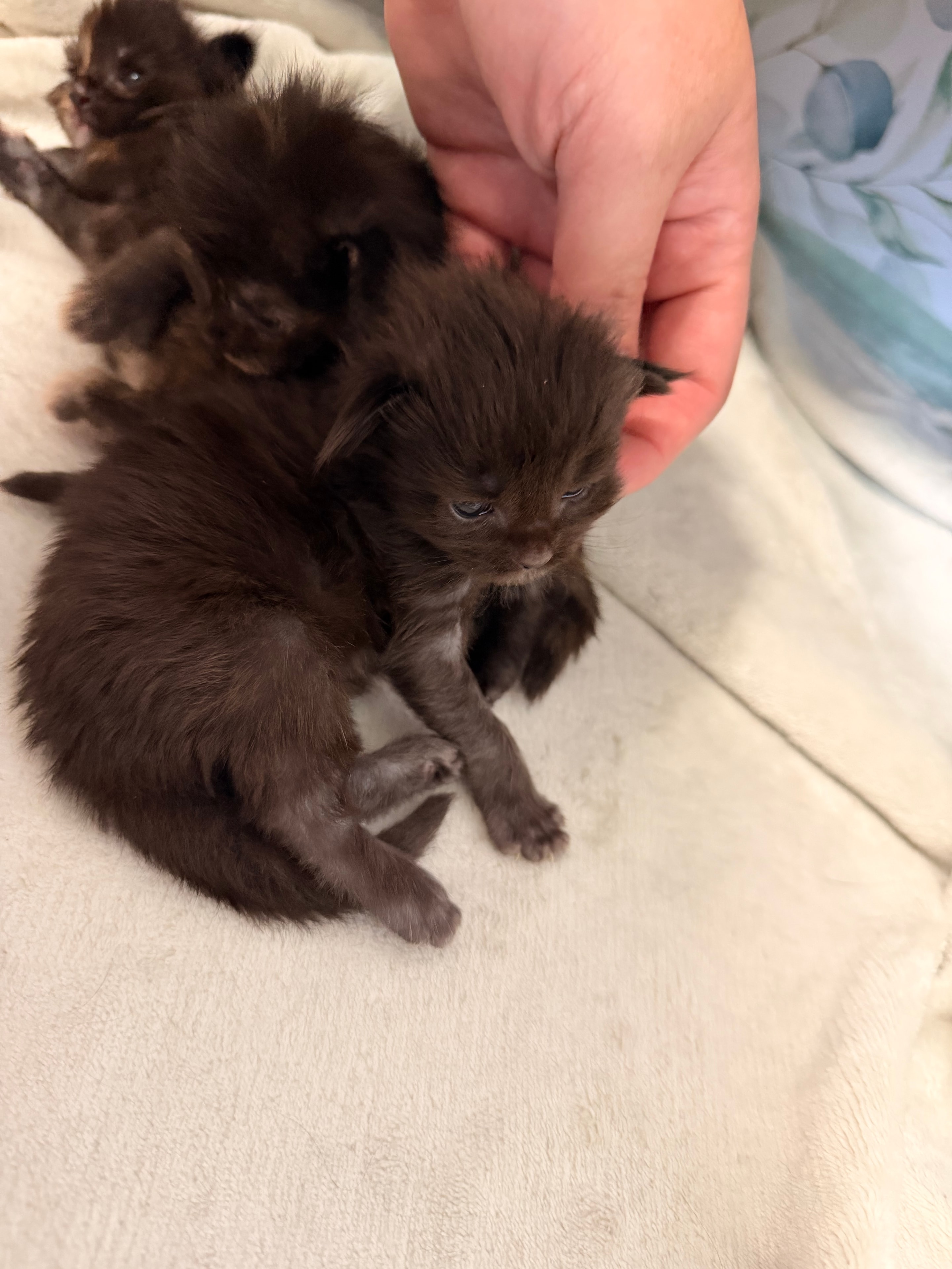 Sirius Black – European Maine Coon kitten from Dashing Coons