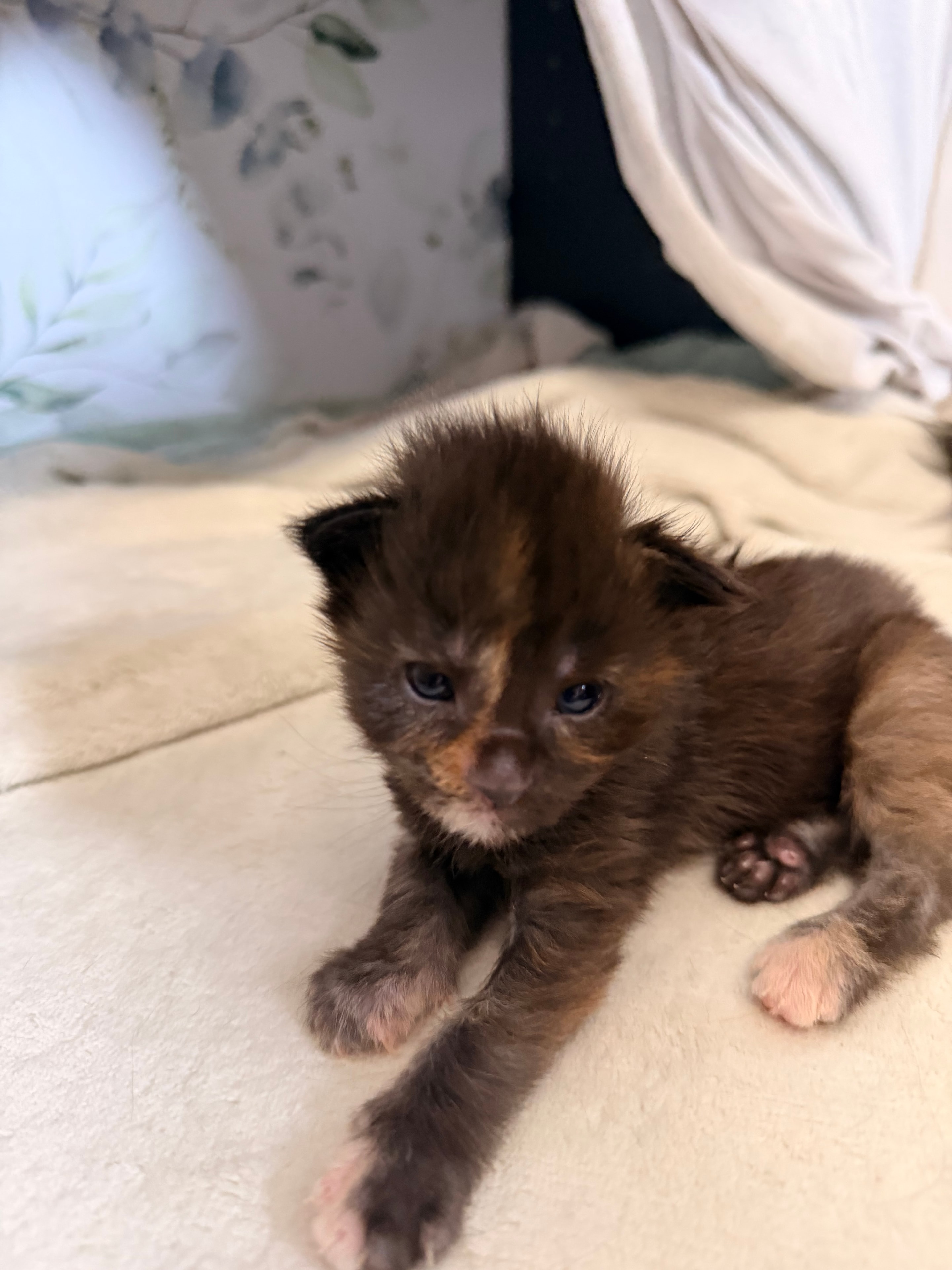 Nymphadora Tonks – European Maine Coon kitten from Dashing Coons