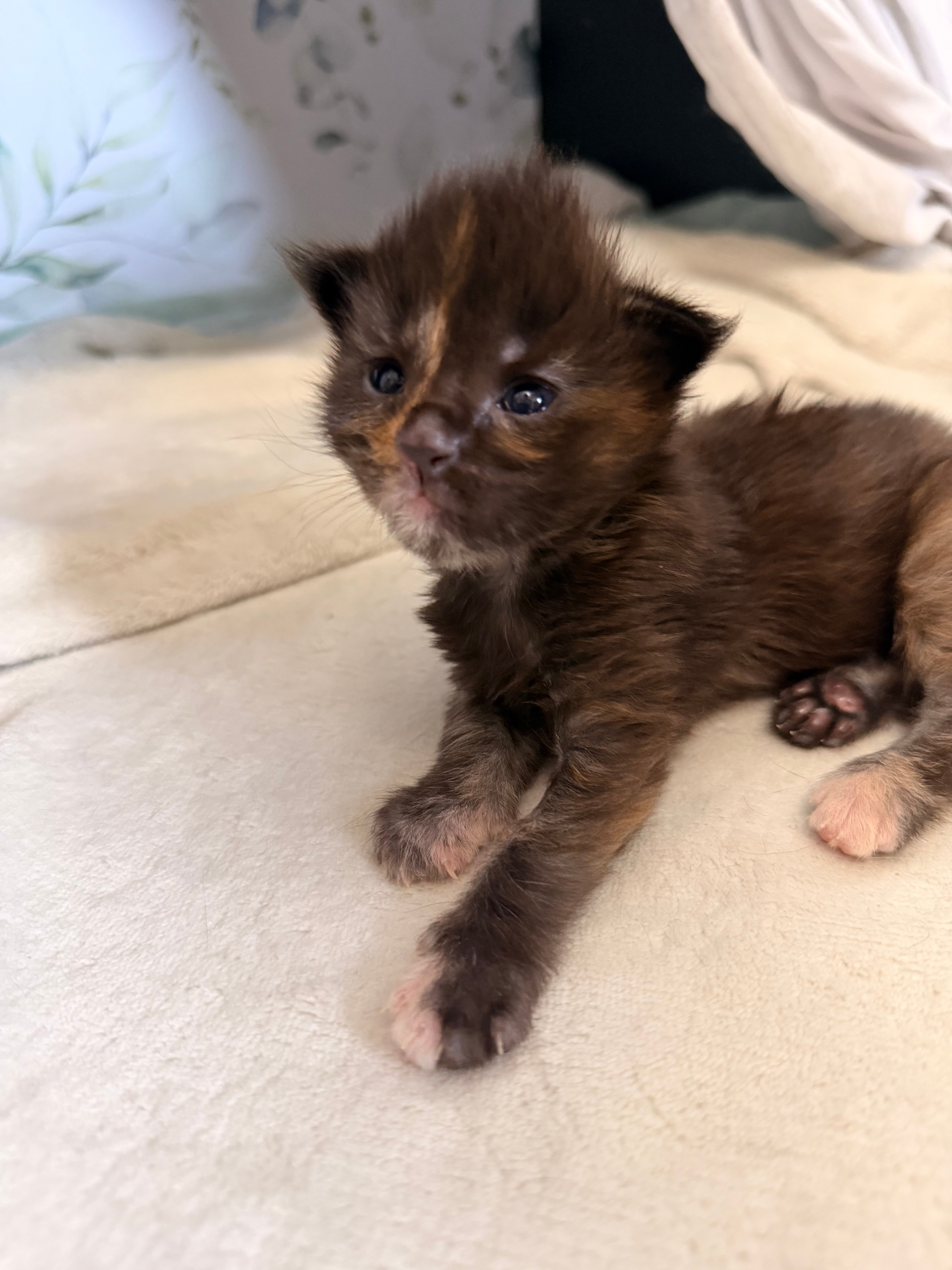 Nymphadora Tonks calico Maine Coon kitten photo 3