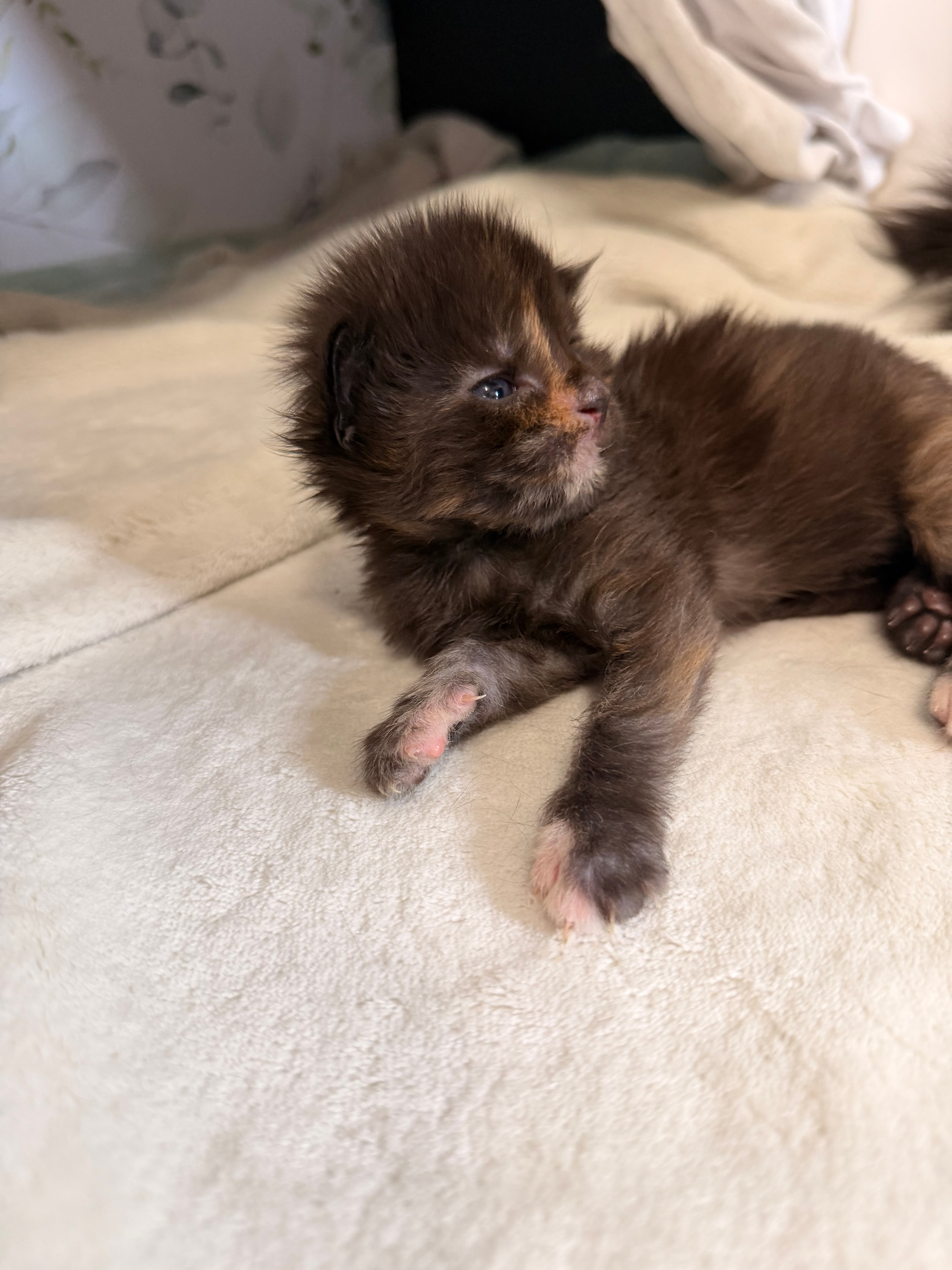 Nymphadora Tonks calico Maine Coon kitten photo 4