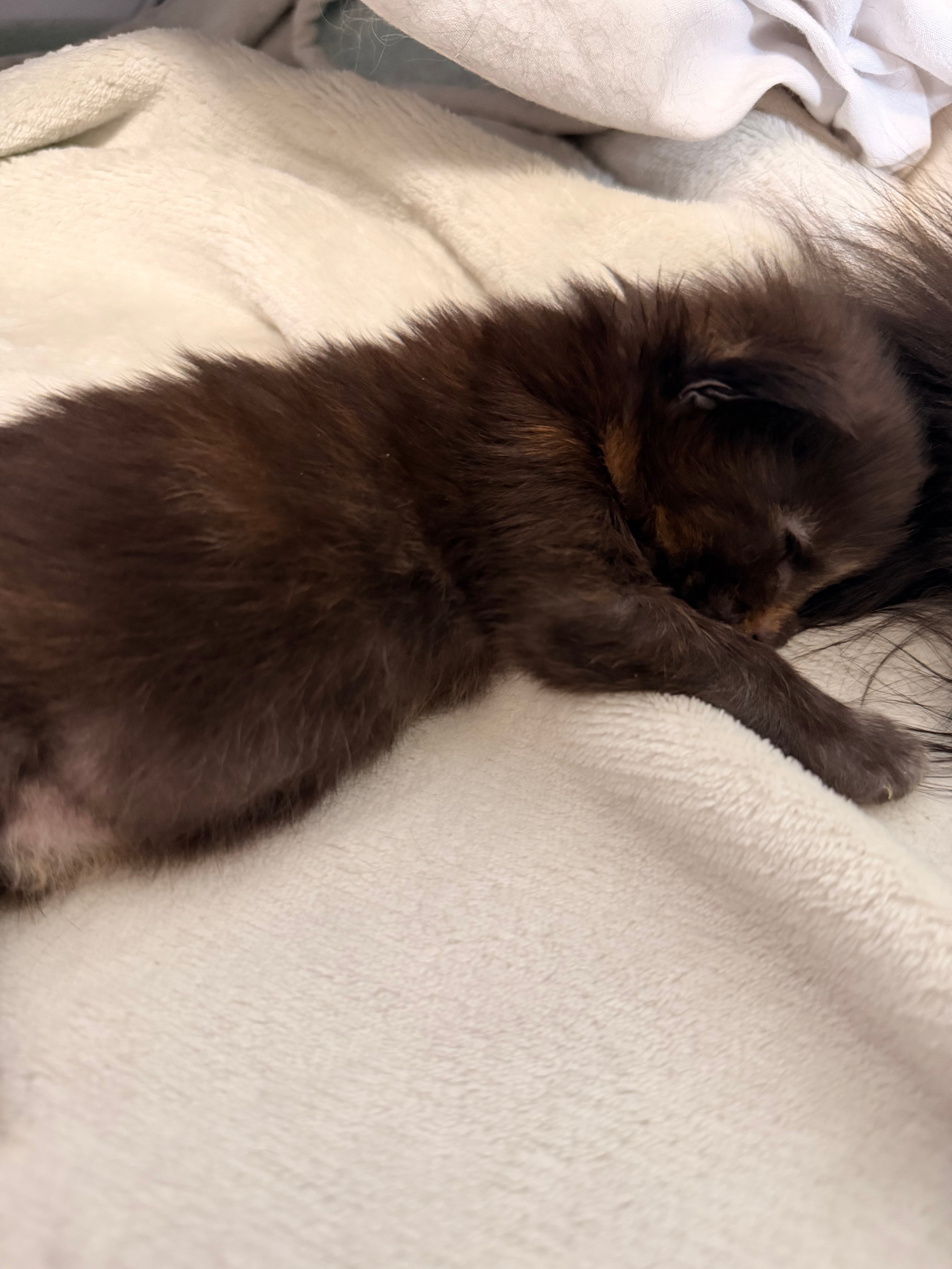 Nymphadora Tonks calico Maine Coon kitten photo 5