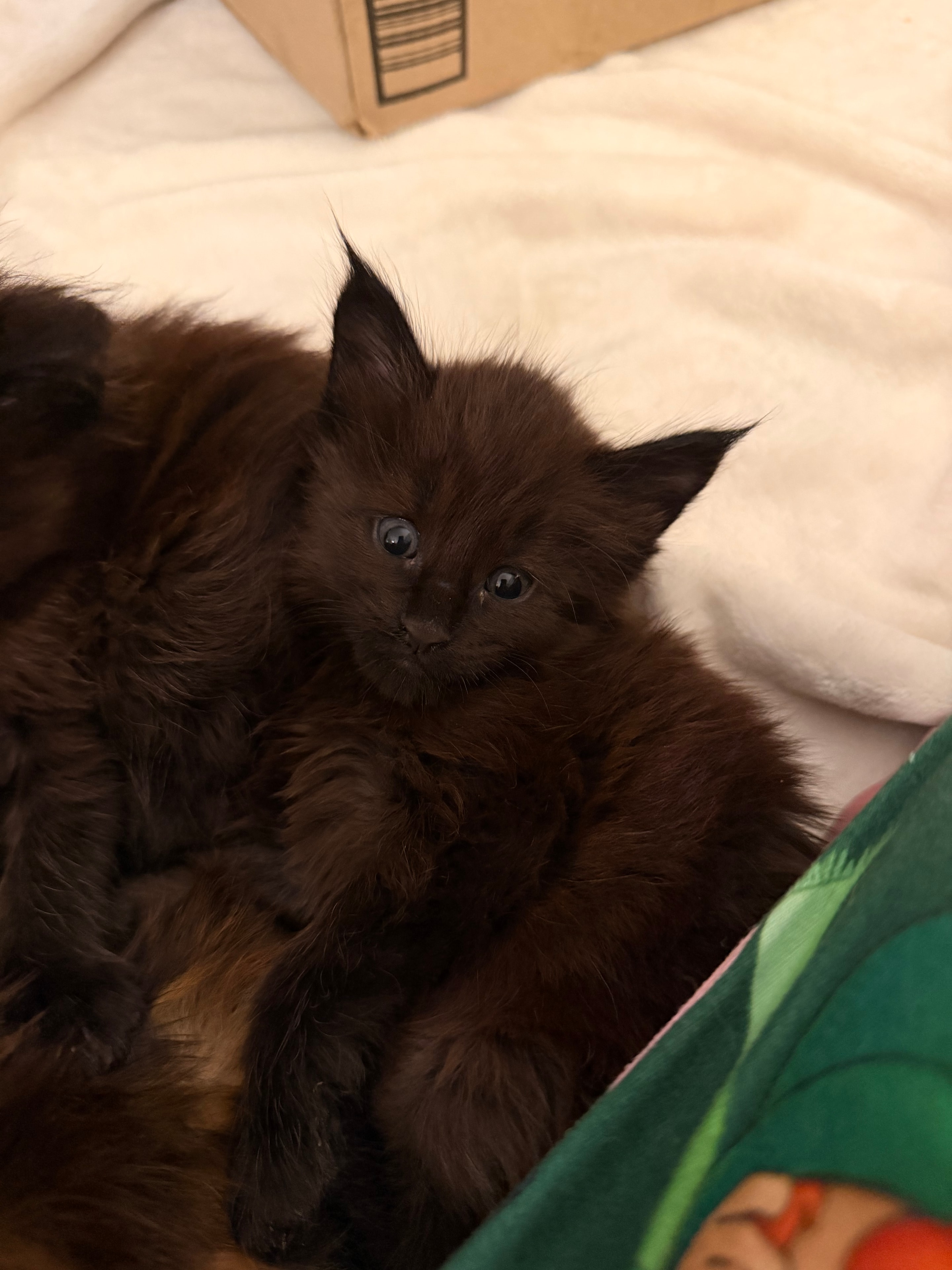 Black smoke Maine Coon kitten Magnus – Dashing Coons Born of Legends litter