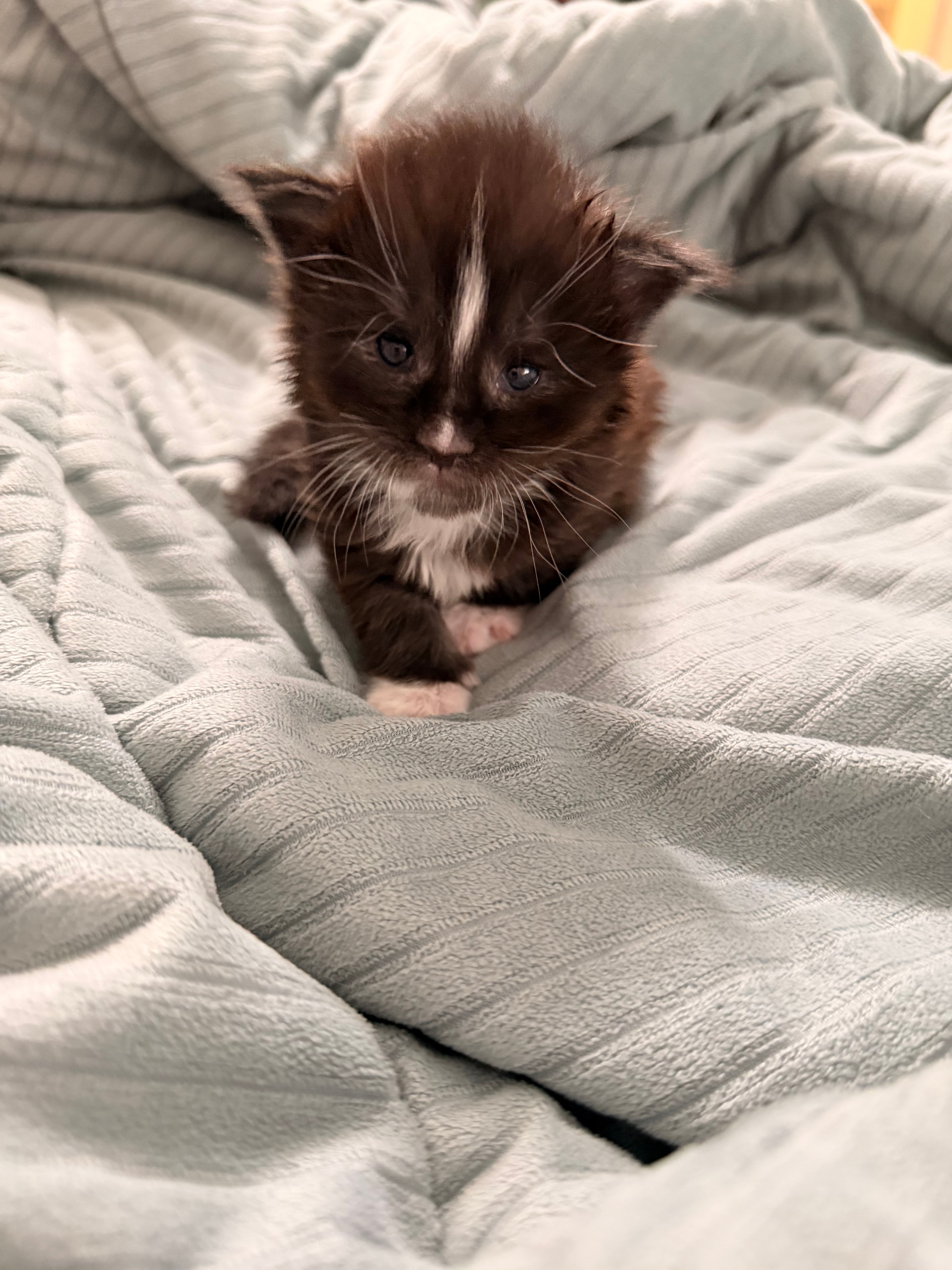 Black smoke Maine Coon kitten Samson – Dashing Coons Born of Legends litter
