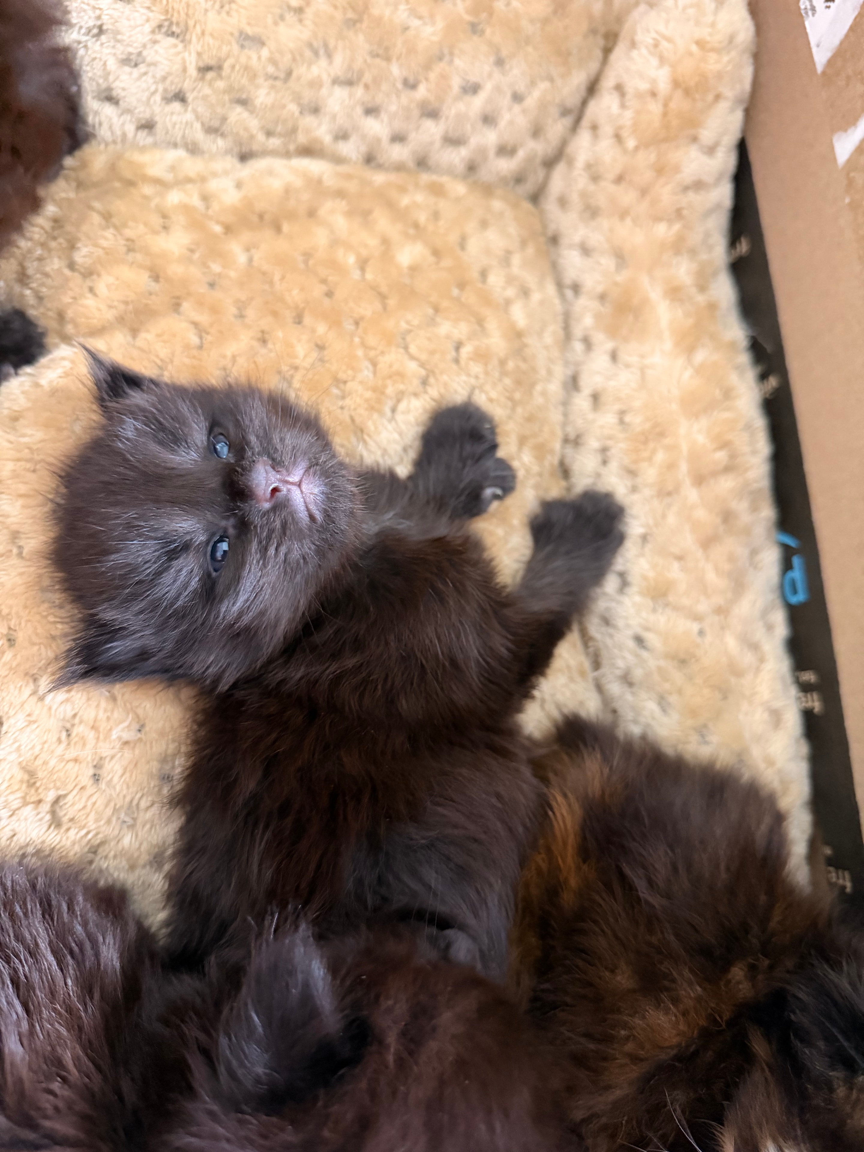 Polydactyl Maine Coon kitten Titus – Dashing Coons Born of Legends litter