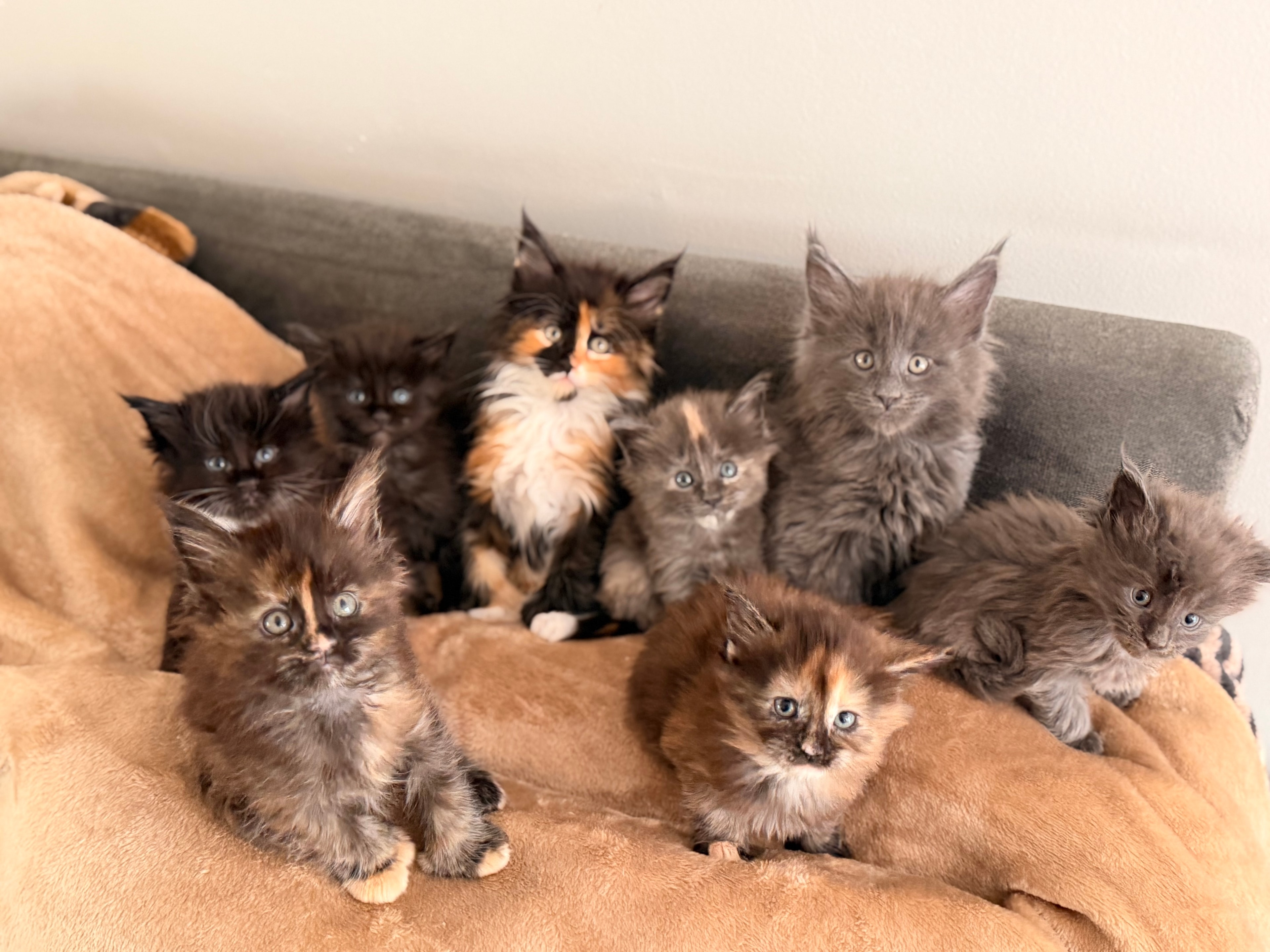 Born of Legends litter – Dashing Coons European Maine Coon kittens, Ballwin Missouri
