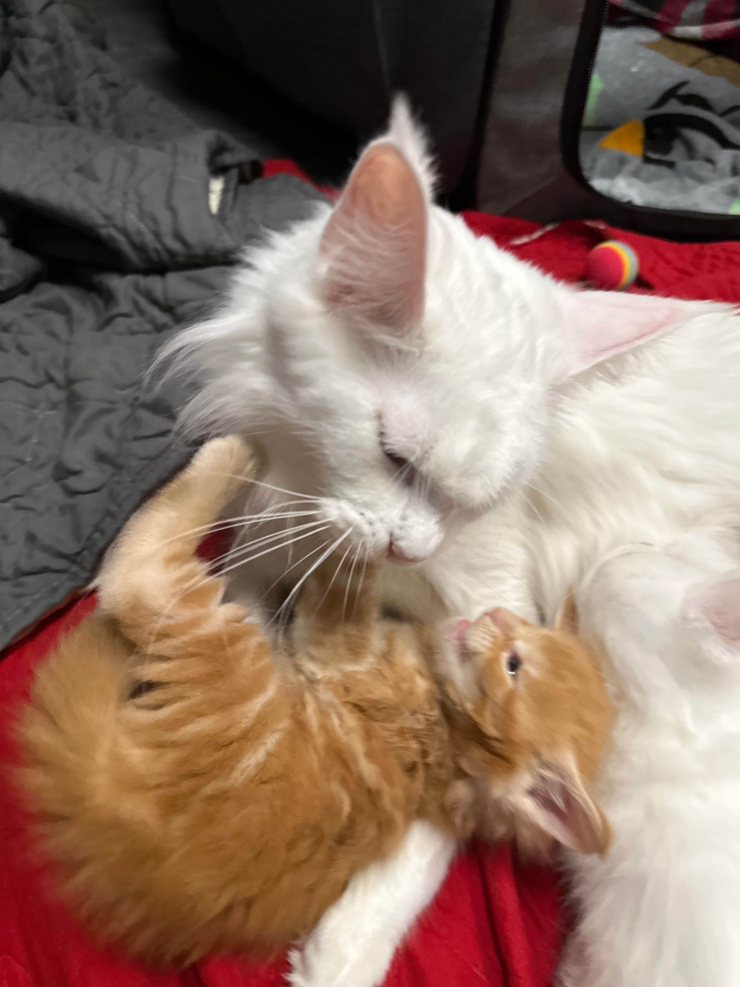 Mojo — retired Maine Coon queen, Dashing Coons