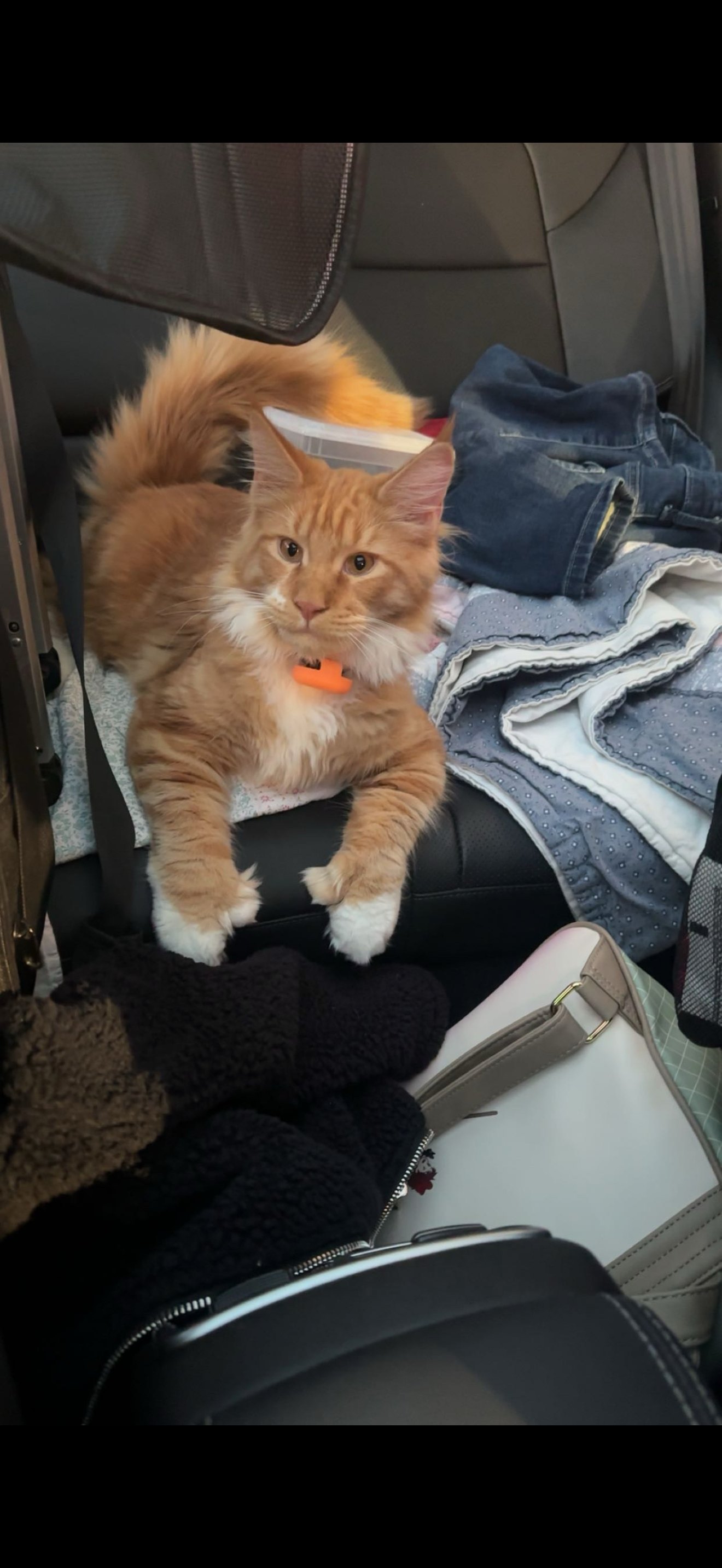 Cheetoe as a kitten – Red Tabby polydactyl Maine Coon, Dashing Coons