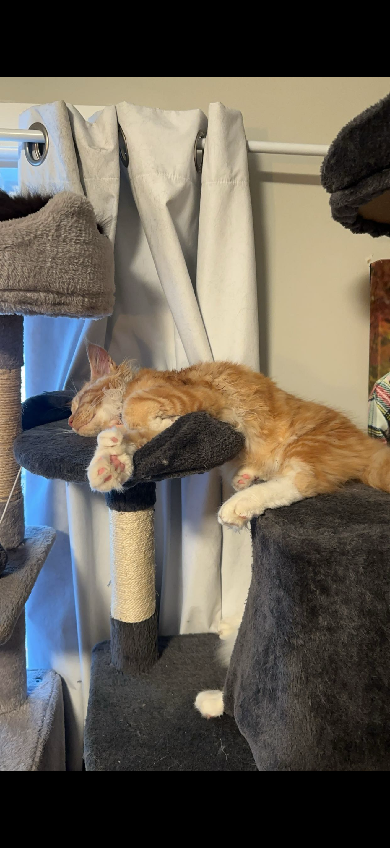 Cheetoe resting on cat tree – Red Tabby Maine Coon King, Dashing Coons