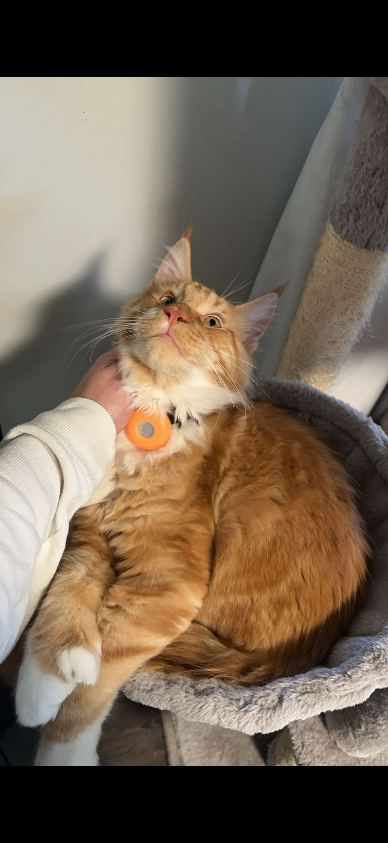 Viscount Cheeto Puff – Red Tabby with White (d 09 21) Maine Coon king, Dashing Coons Ballwin Missouri