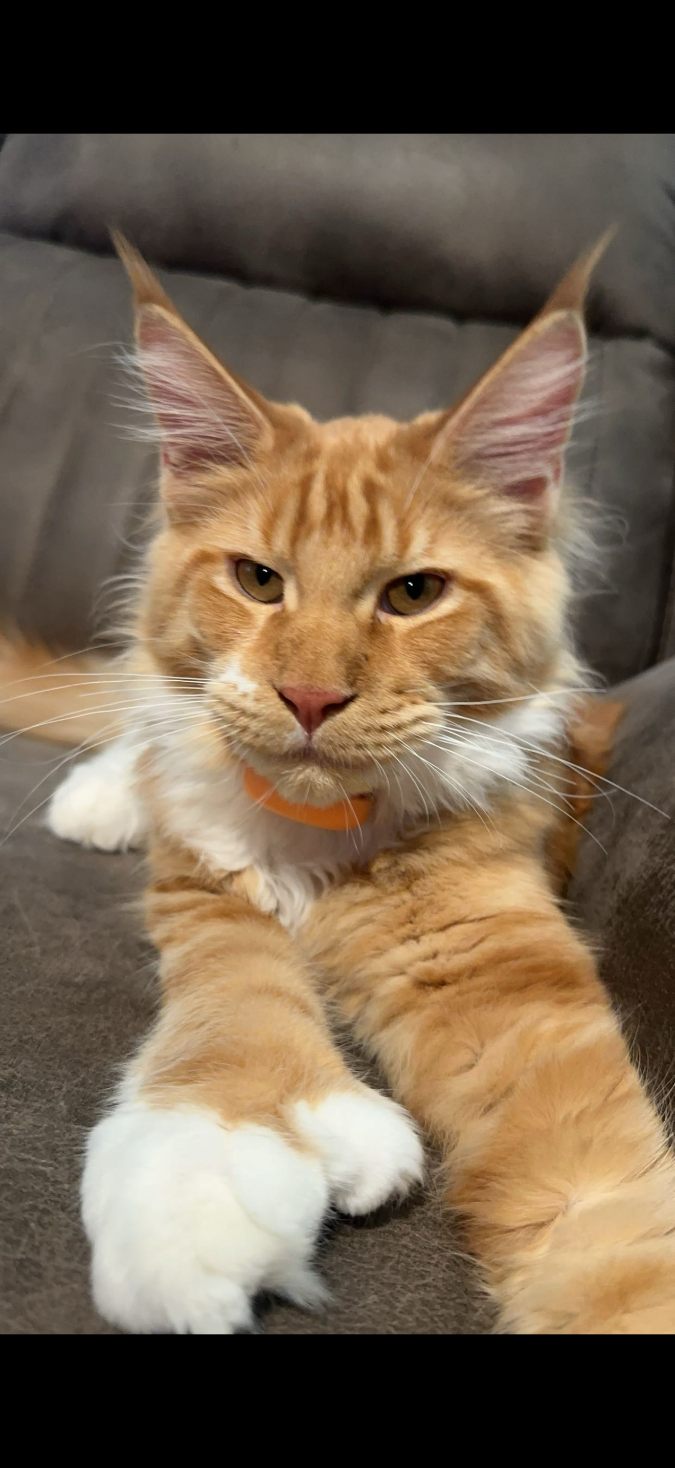 Cheetoe with Spooky on the couch – Dashing Coons breeding pair