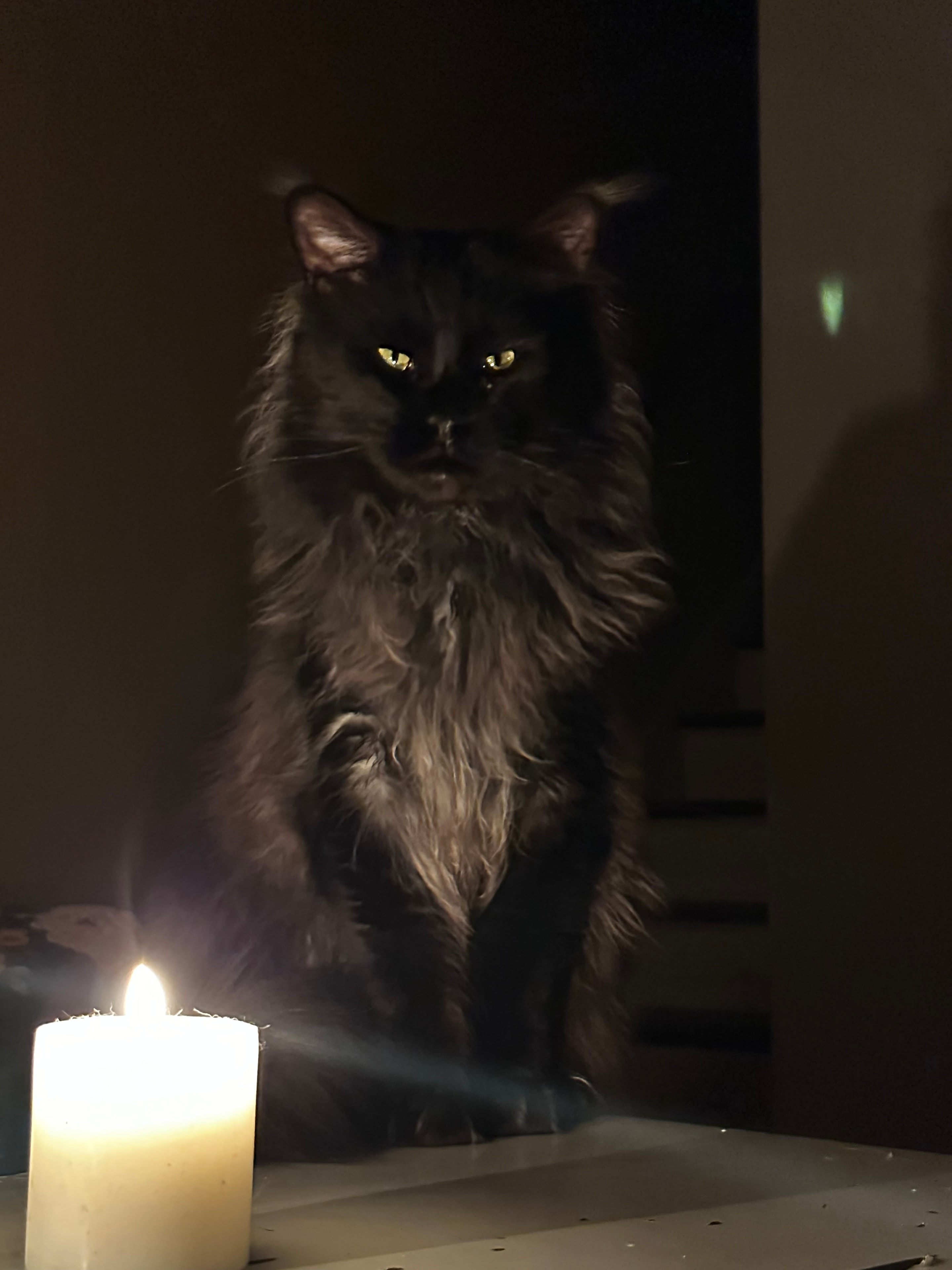 Cyrus candlelit portrait – European Maine Coon King, Dashing Coons