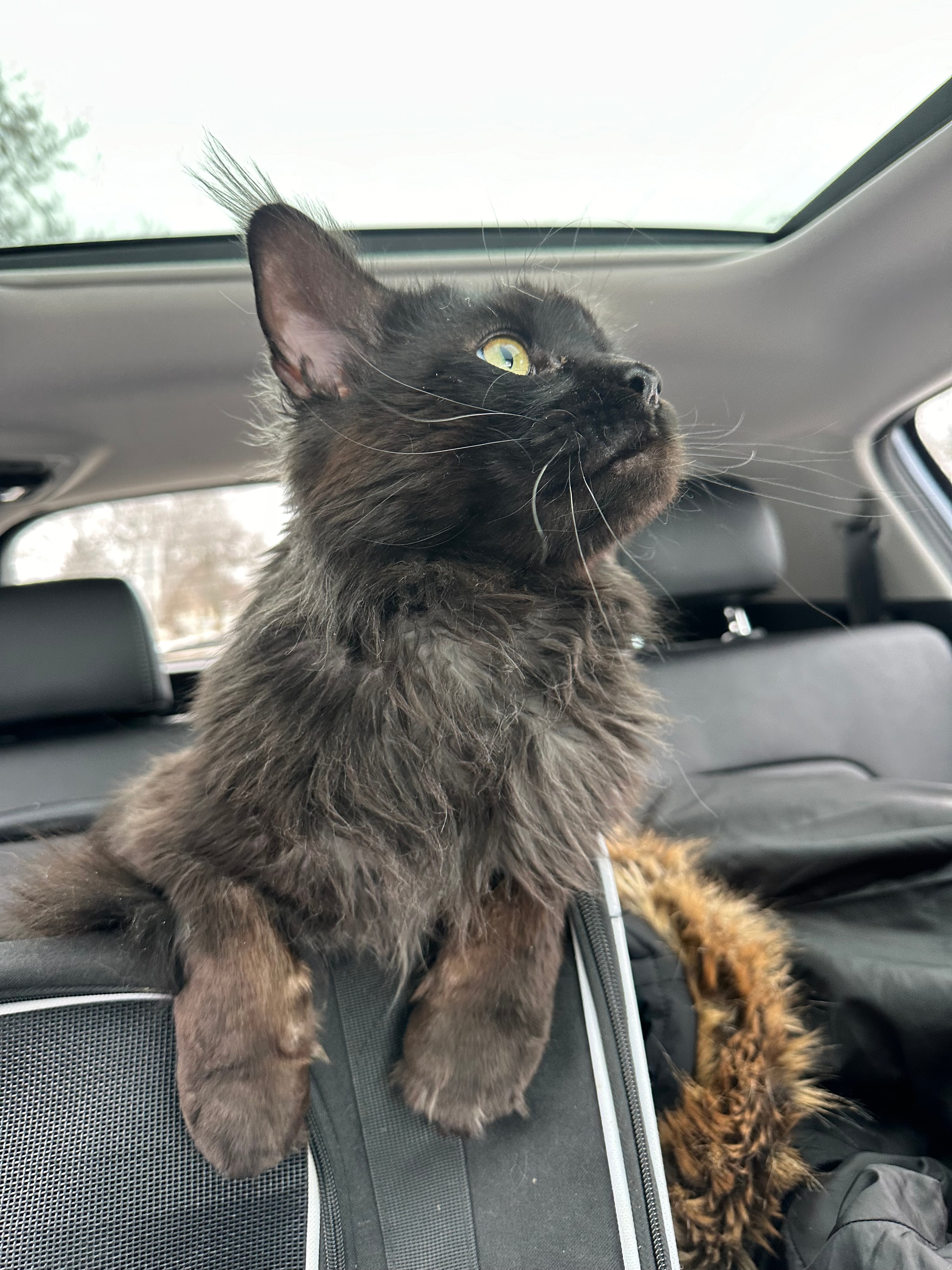 Cyrus in the car – Black Smoke European Maine Coon King, Dashing Coons