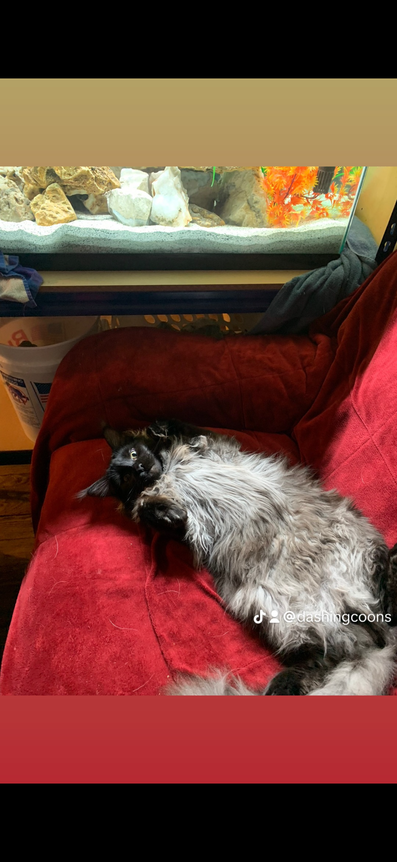 Cyrus on red chair – Black Smoke European Maine Coon King, Dashing Coons