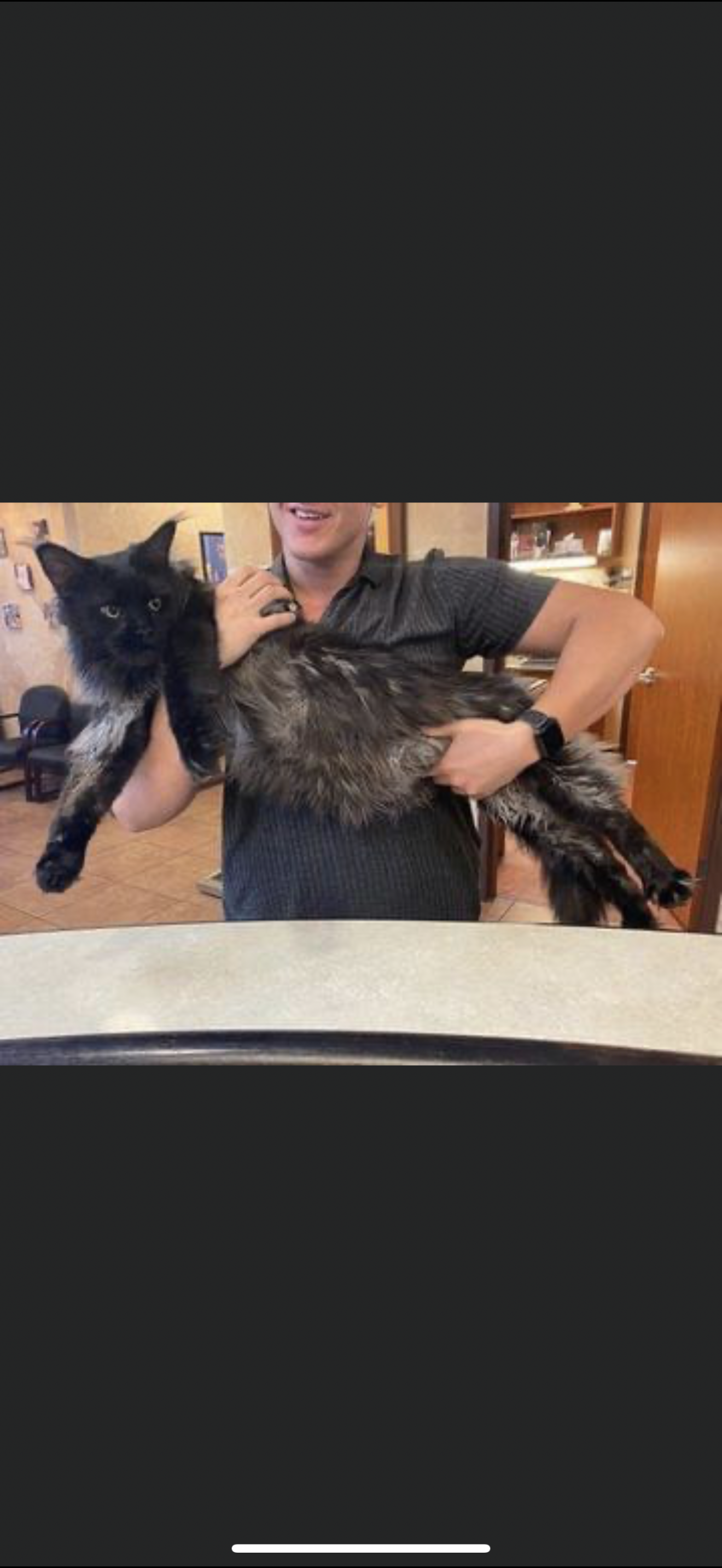 Billy Ray Cyrus – Black Smoke (ns) Maine Coon king, Dashing Coons Ballwin Missouri