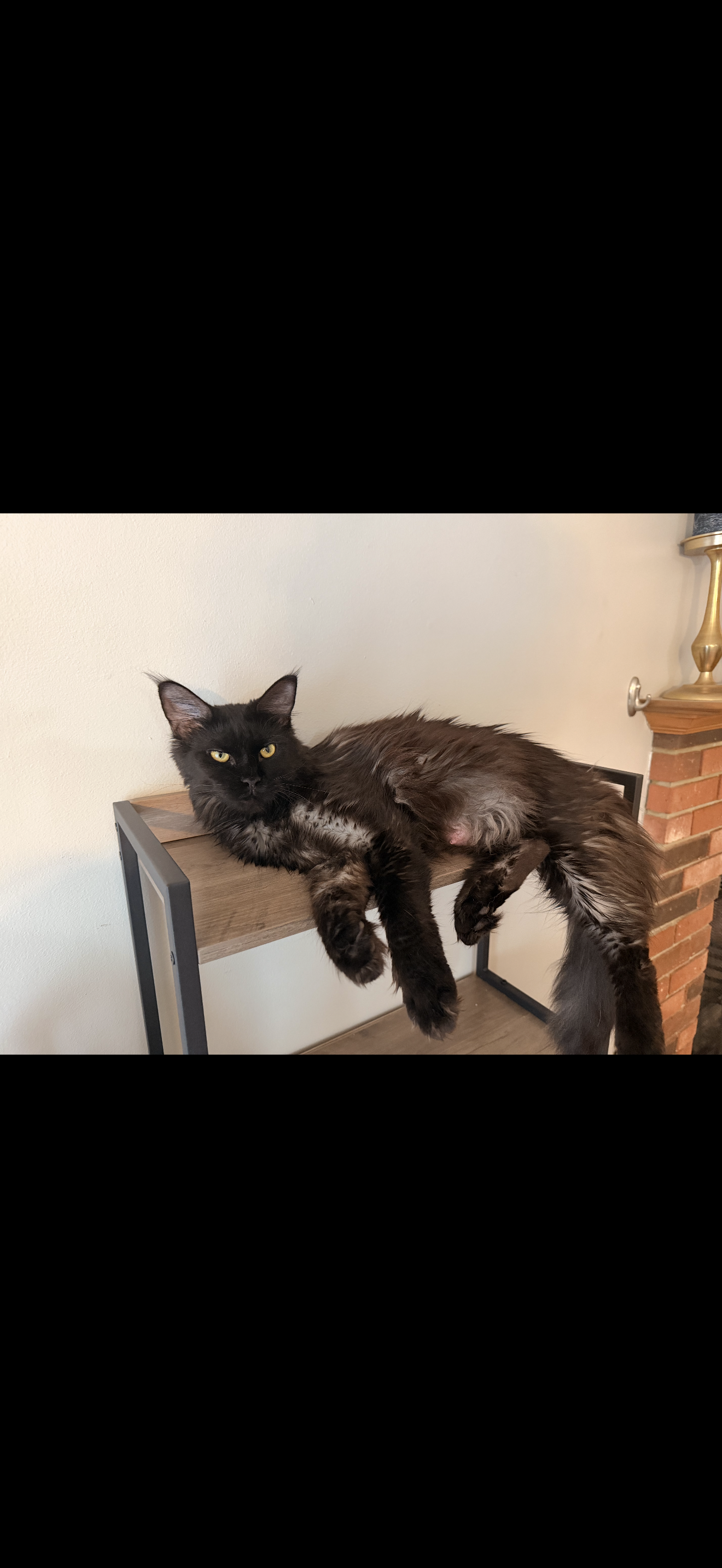 Dolly Parton – Black Smoke (ns) Maine Coon queen, Dashing Coons Ballwin Missouri