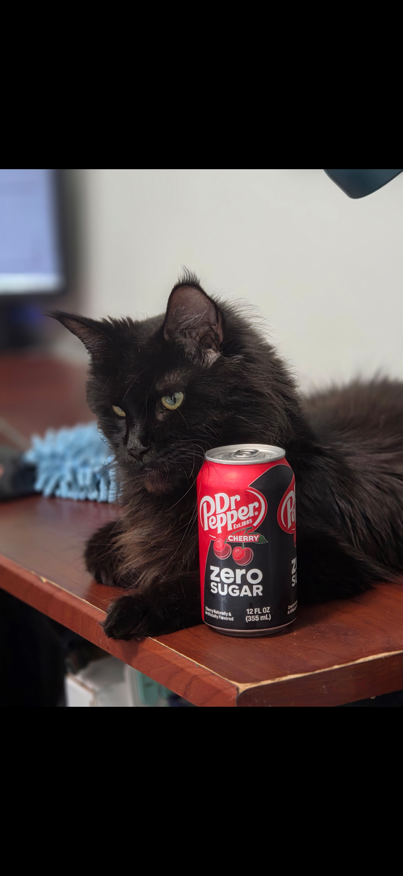 Jolene – Black Smoke (ns) Maine Coon queen, Dashing Coons Ballwin Missouri