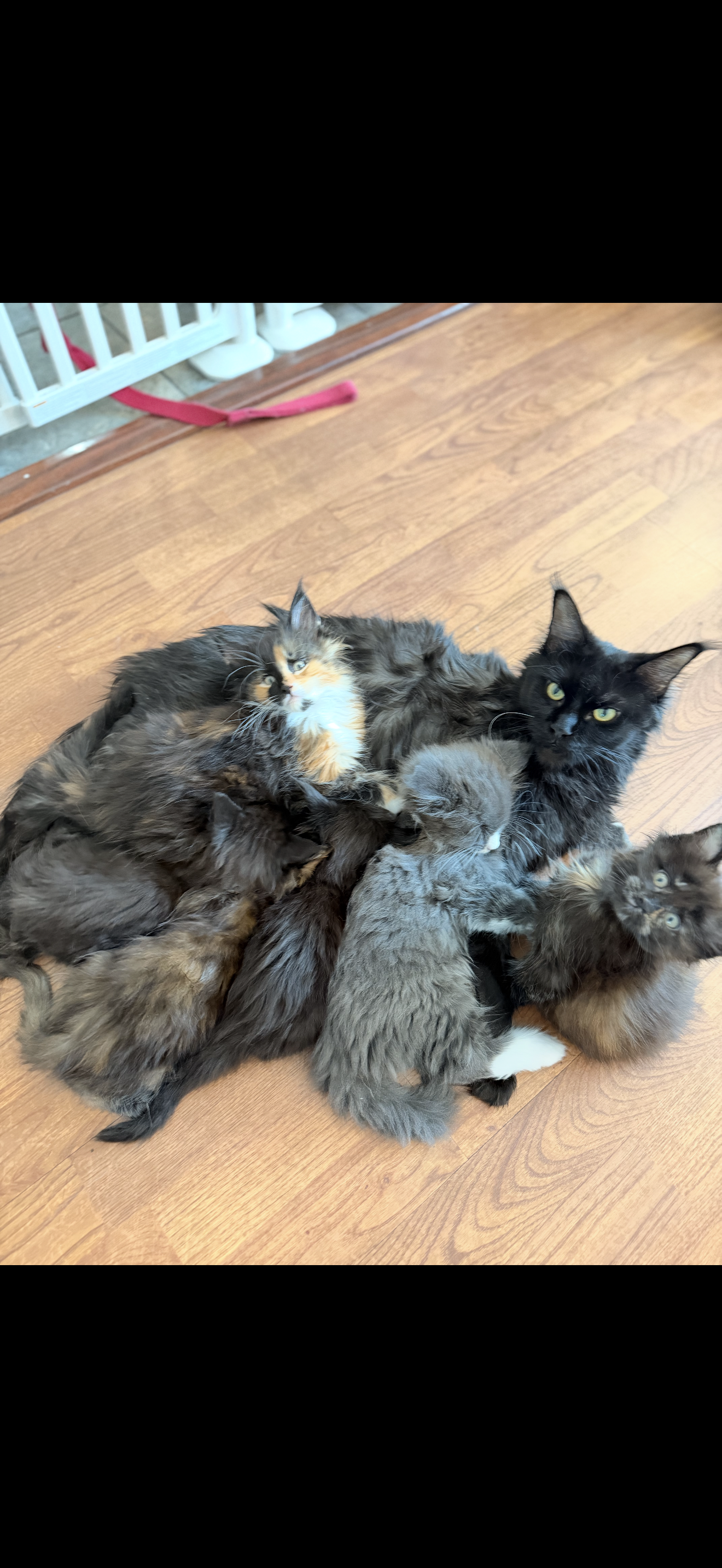 Spooky Duchess nursing newborn kittens – Harry Potter Litter born August 8, 2026